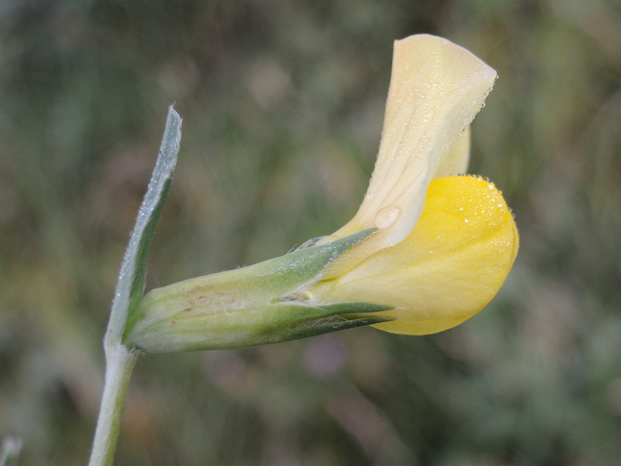 Afficher le média lotus_maritimus5md lotus_maritimus5md