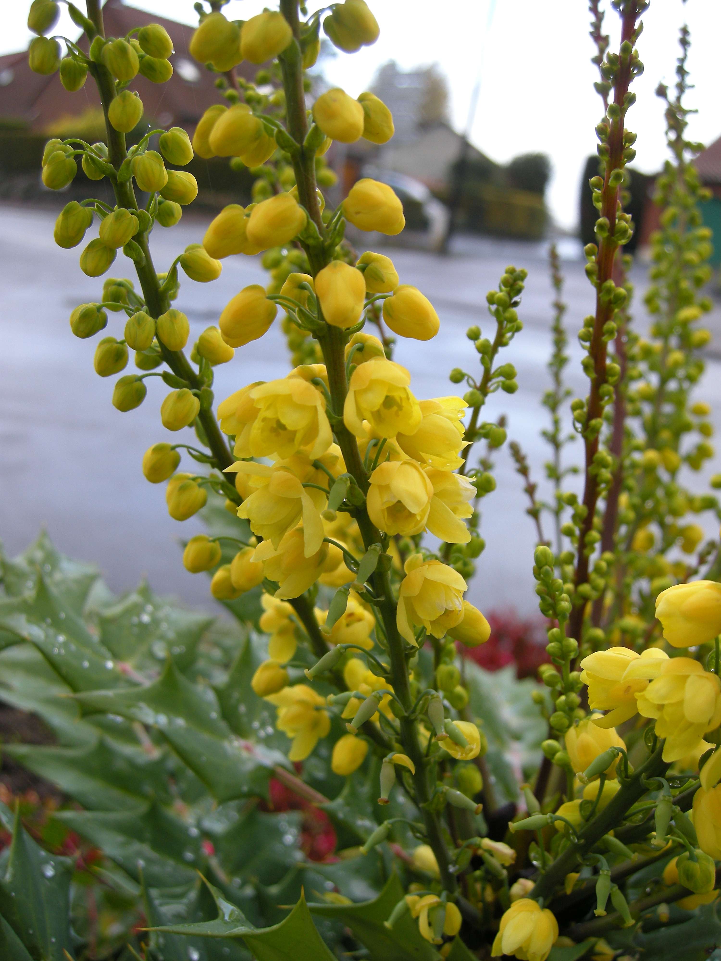 mahonia_x_media6md