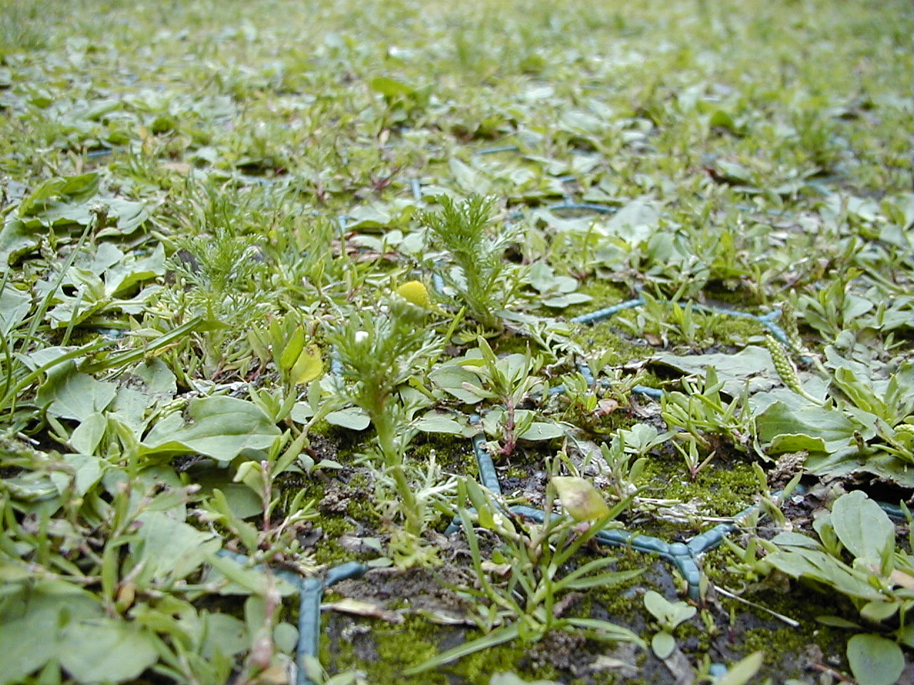 Afficher le média matricaria_discoidea1md matricaria_discoidea1md