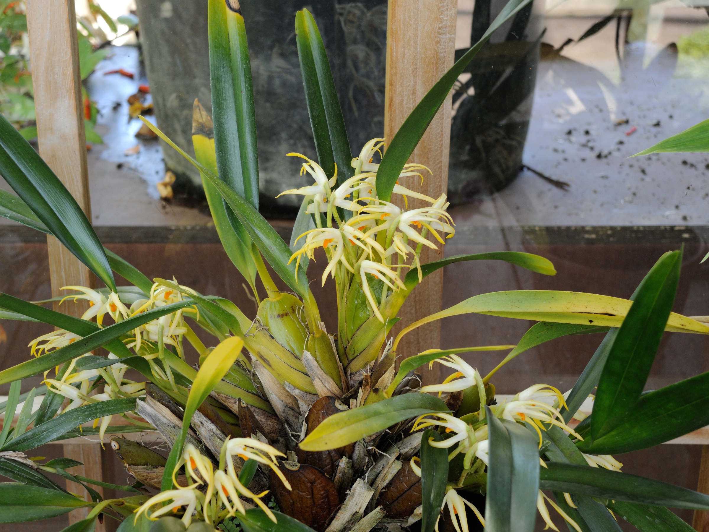 maxillaria_ochroleuca1md
