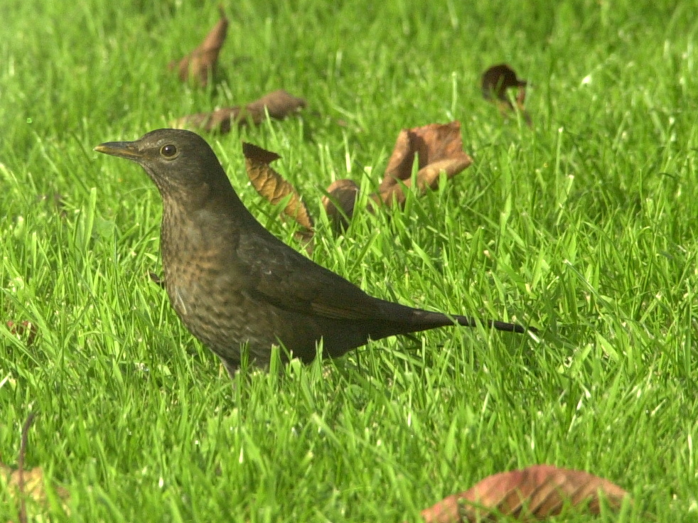 merle_noir_-_turdus_merula3bd