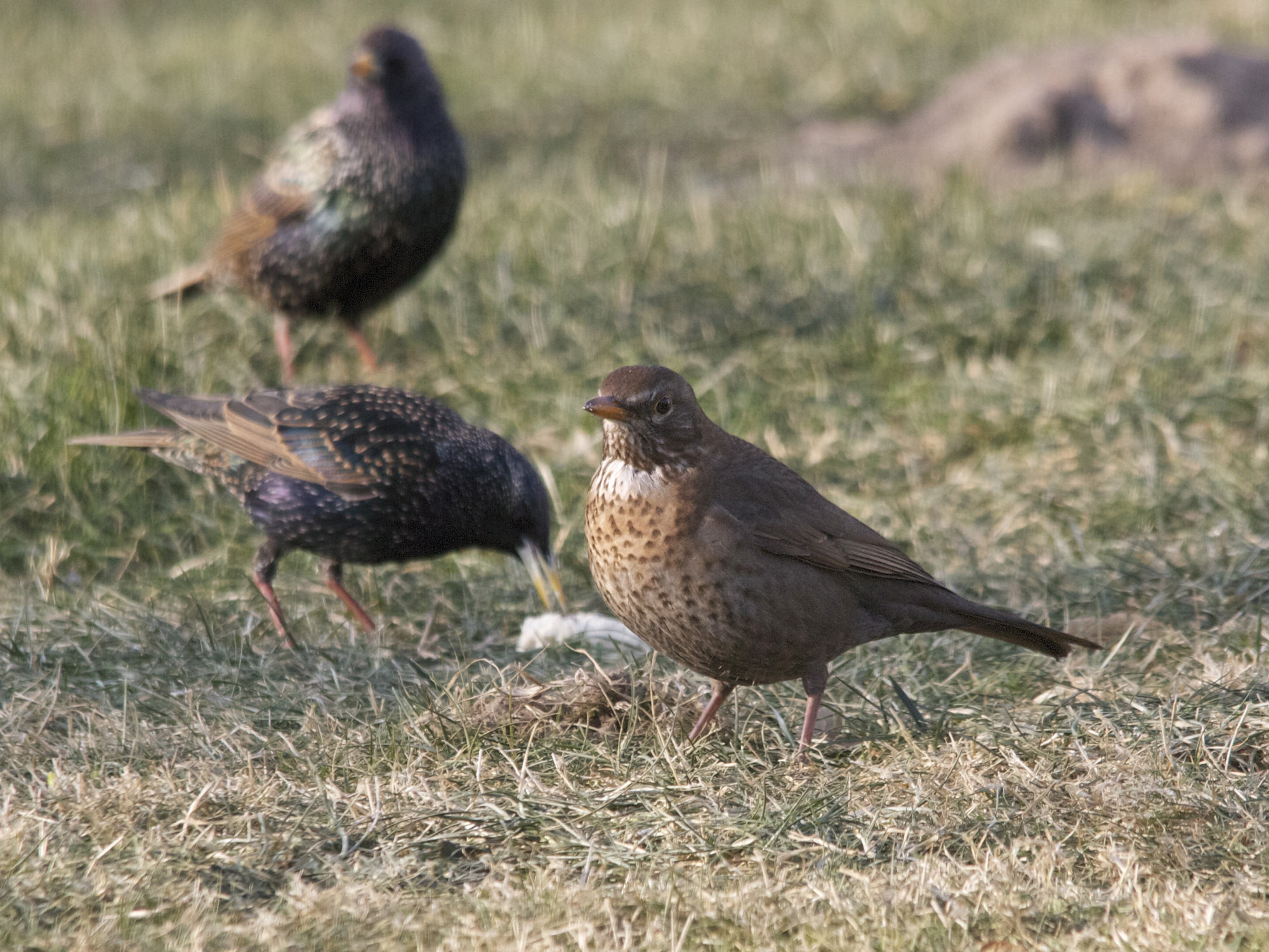 merle_noir_-_turdus_merula5bd