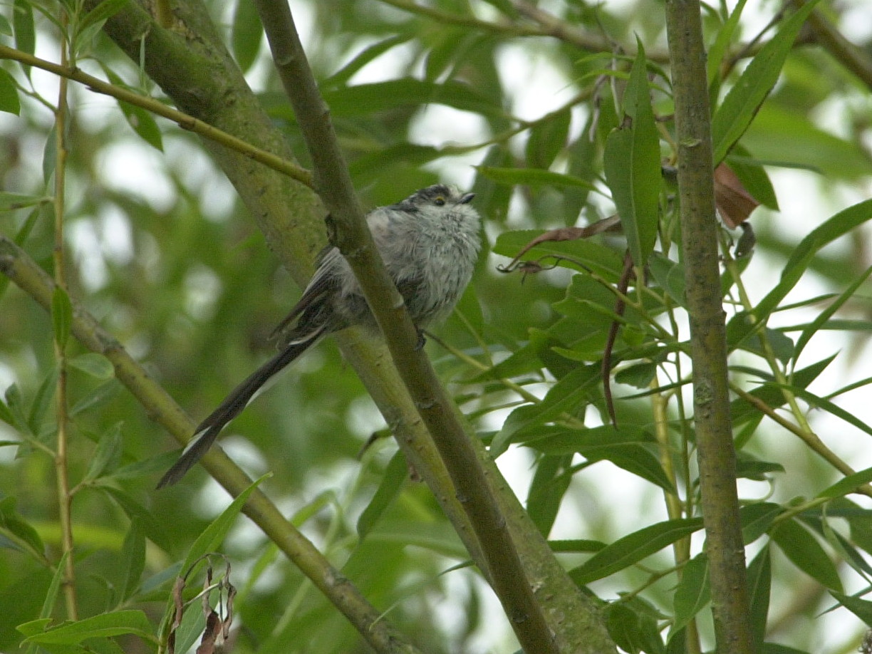 Afficher le média mesange_a_longue_queue_-_aegithalos_caudatus1bd mesange_a_longue_queue_-_aegithalos_caudatus1bd