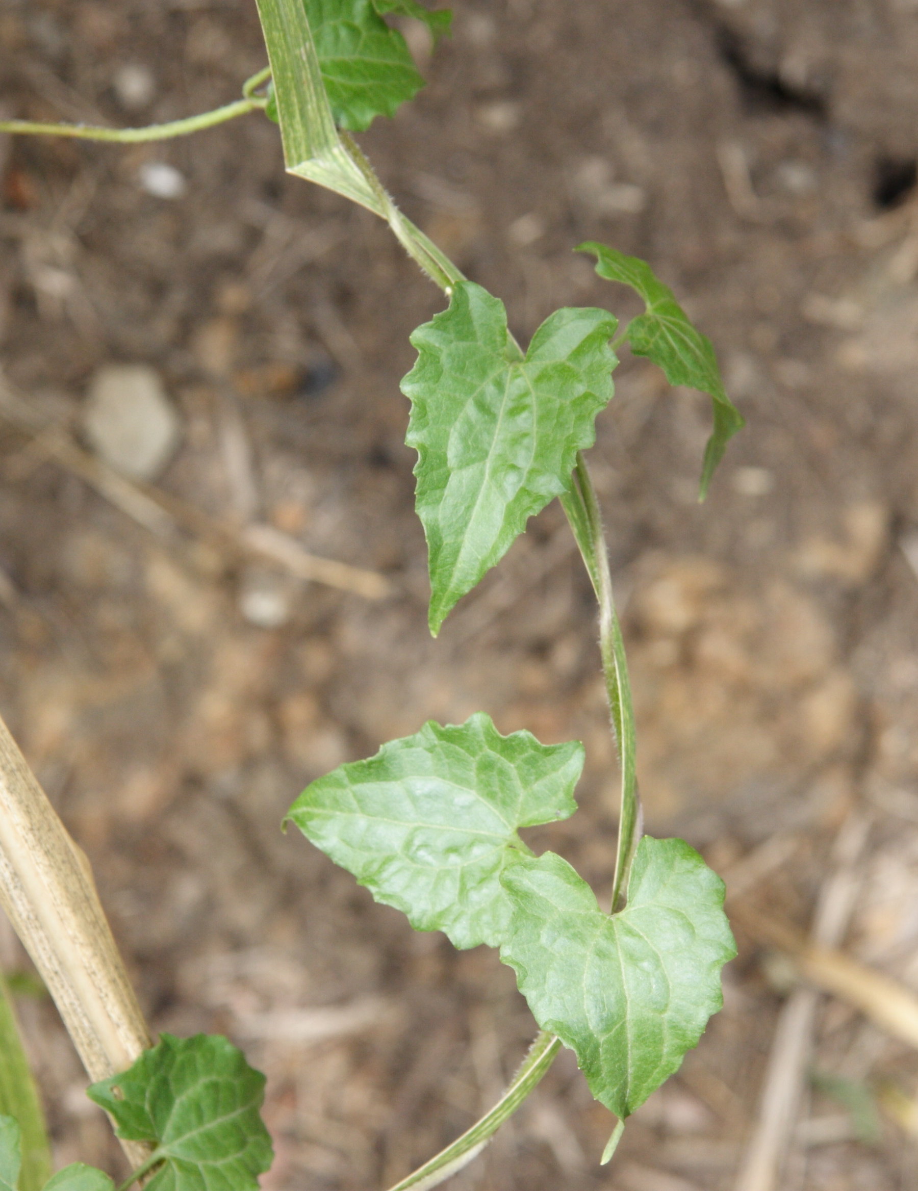 mikania_micrantha3md