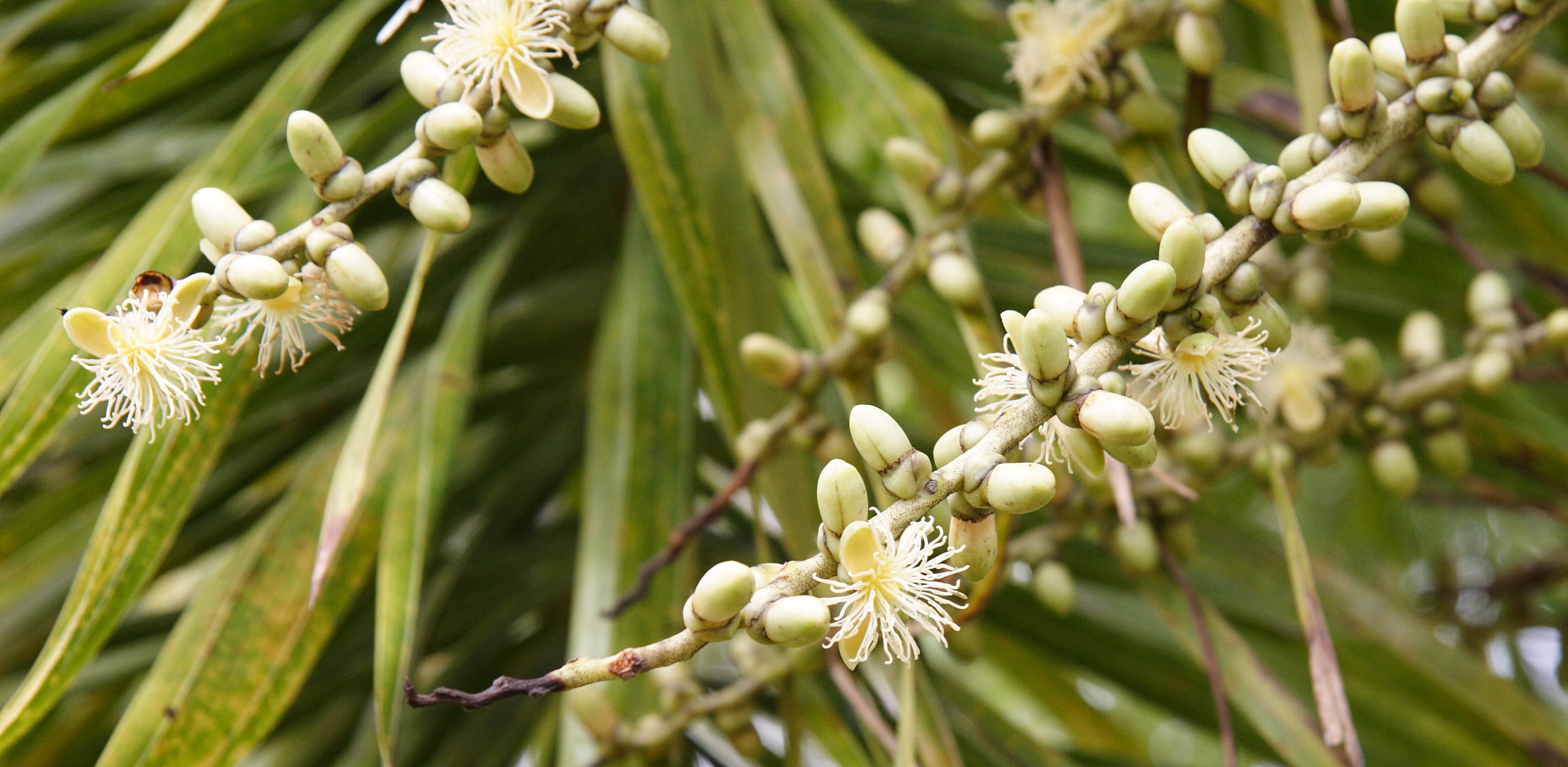 normanbya_normanbyi4md