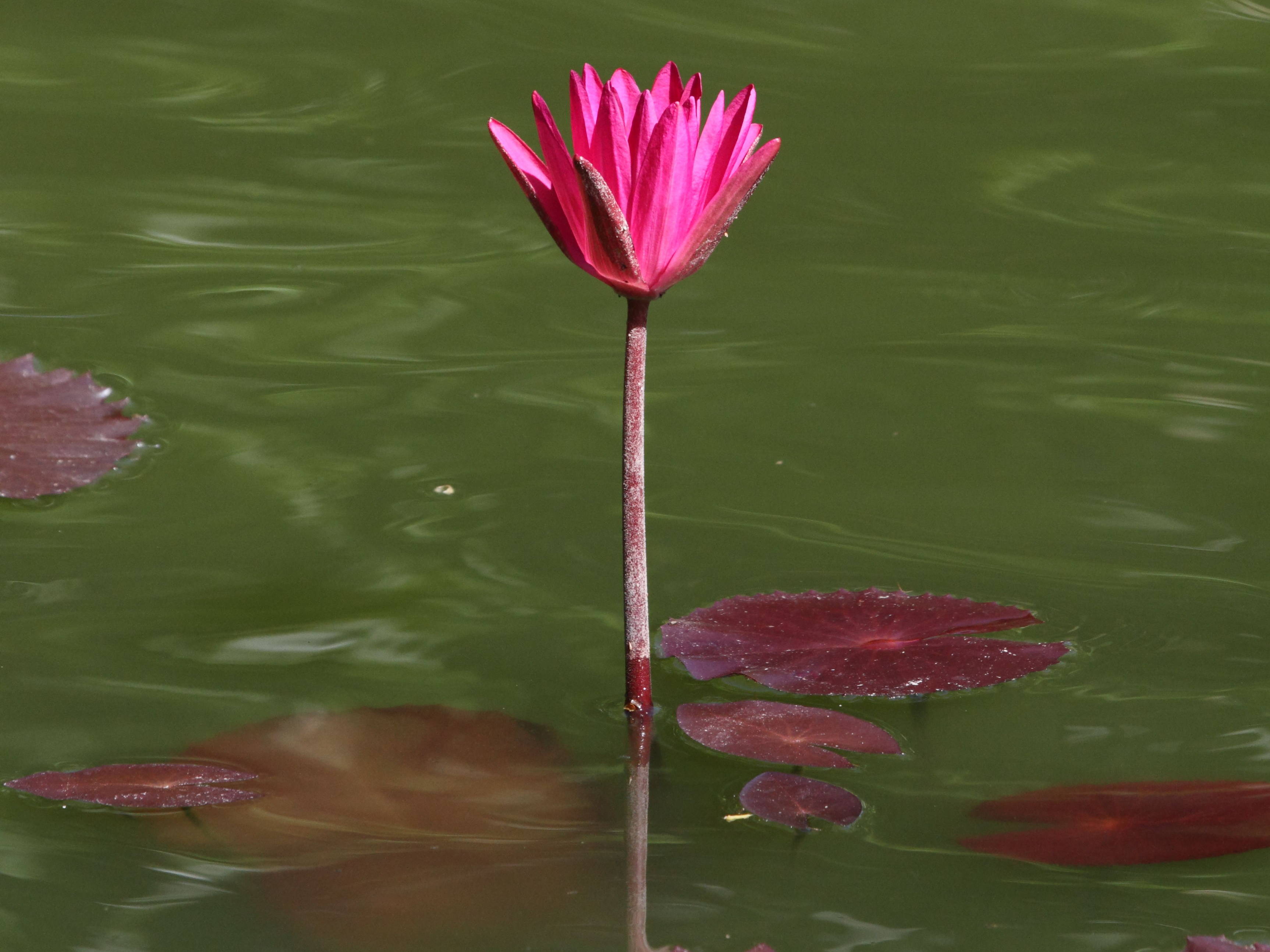 Afficher le média nymphaea_rubra2bd nymphaea_rubra2bd