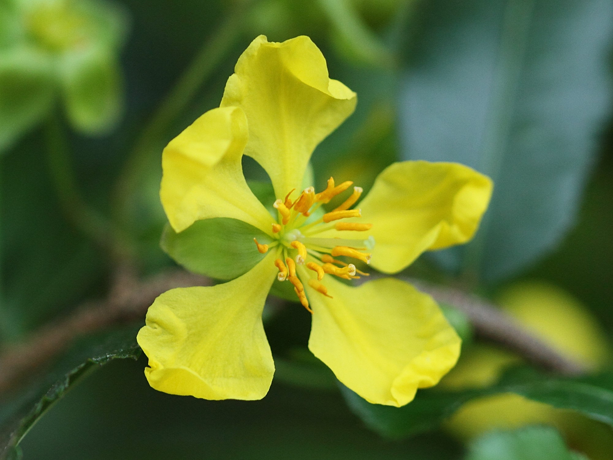 Ochna_serrulata