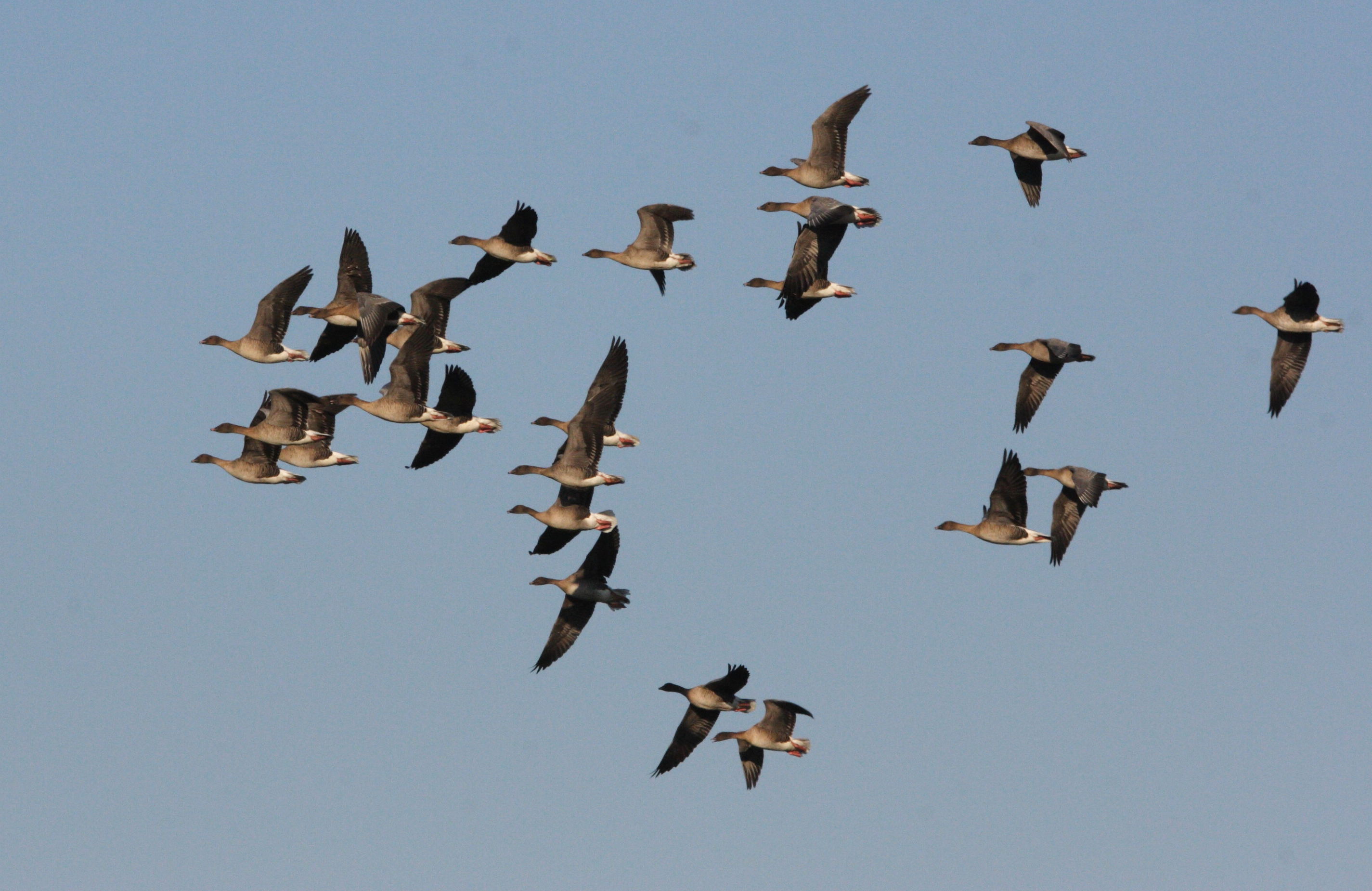 oie_a_bec_court_-_anser_brachyrhynchus1md