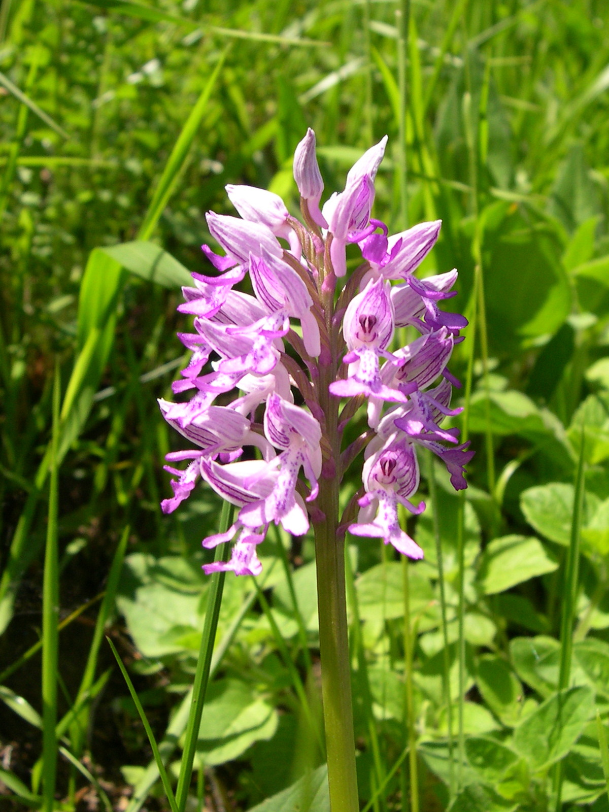 Afficher le média orchis_militaris2md orchis_militaris2md