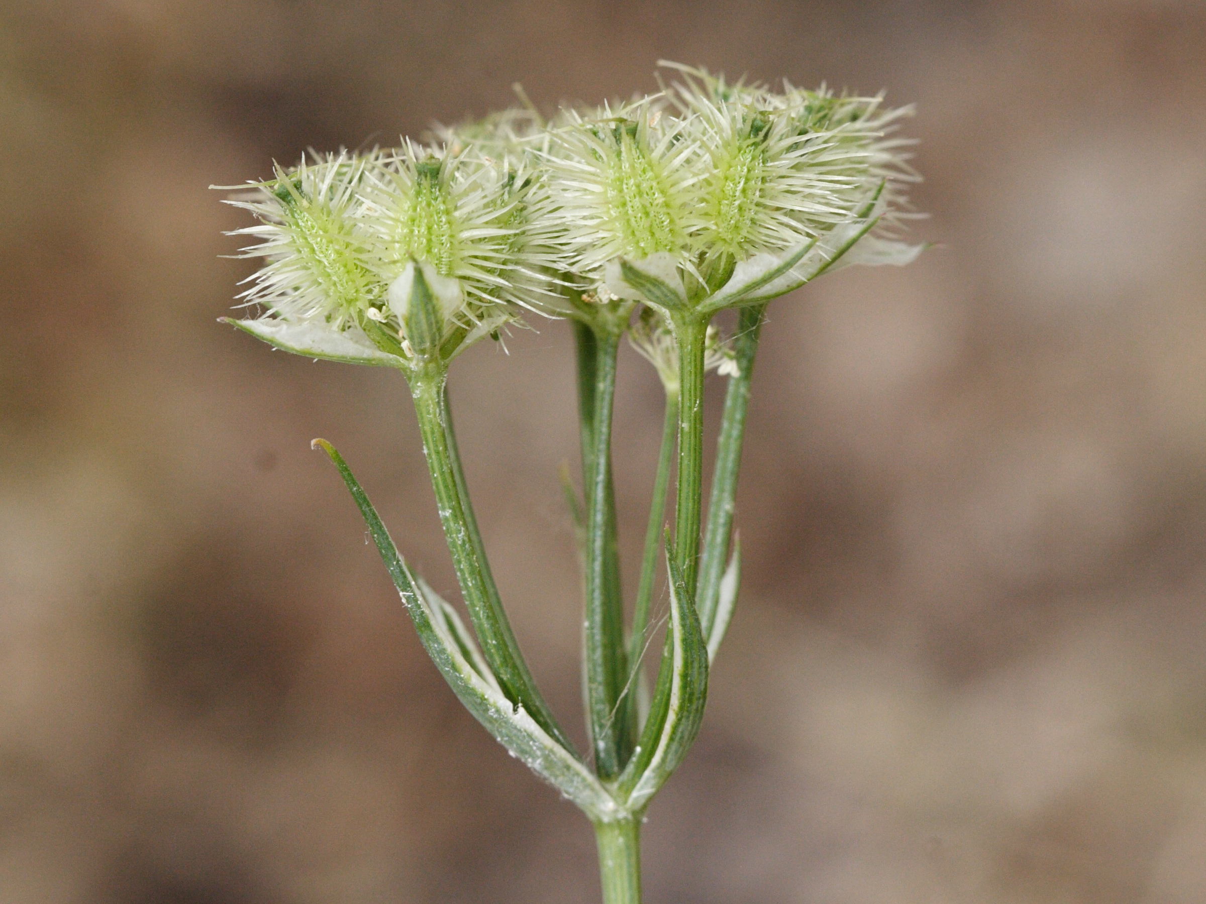 Afficher le média orlaya_grandiflora3md orlaya_grandiflora3md