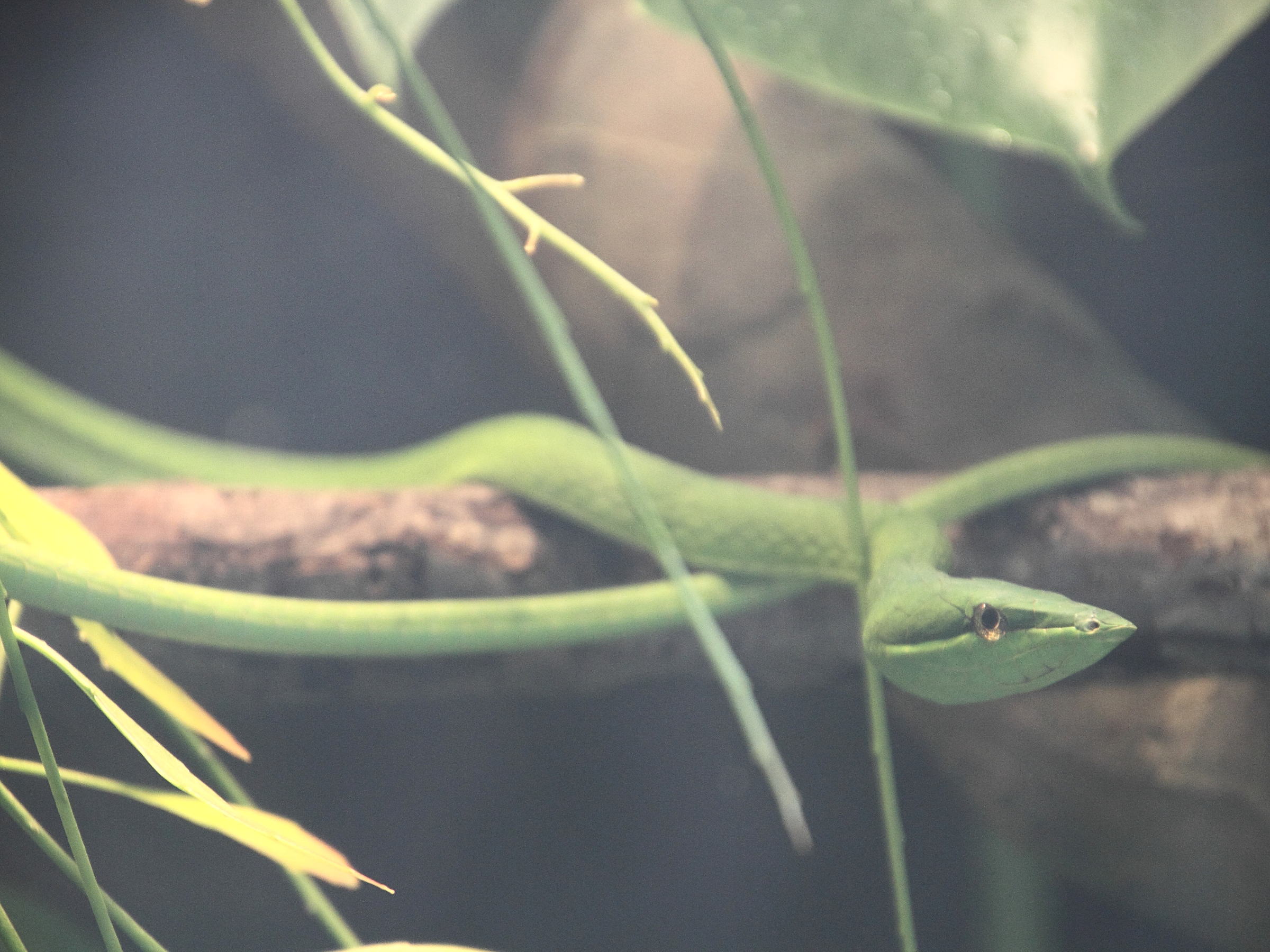 oxybelis_fulgidus1md