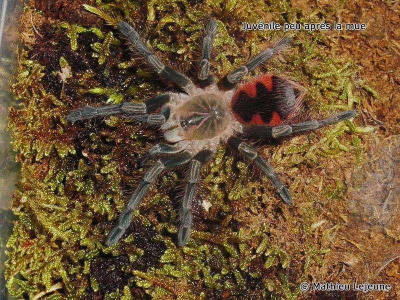 panphobeteus_platyomma1ml