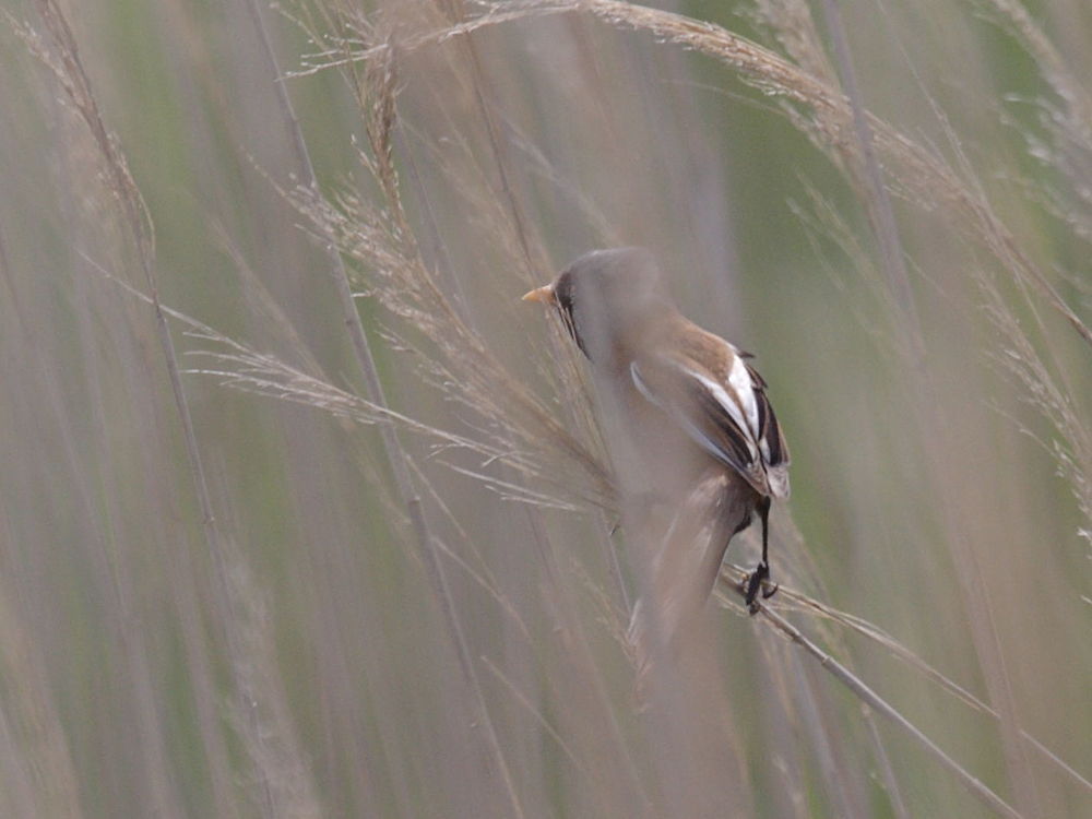 panure_a_moustaches_-_panurus_biarmicus3bd