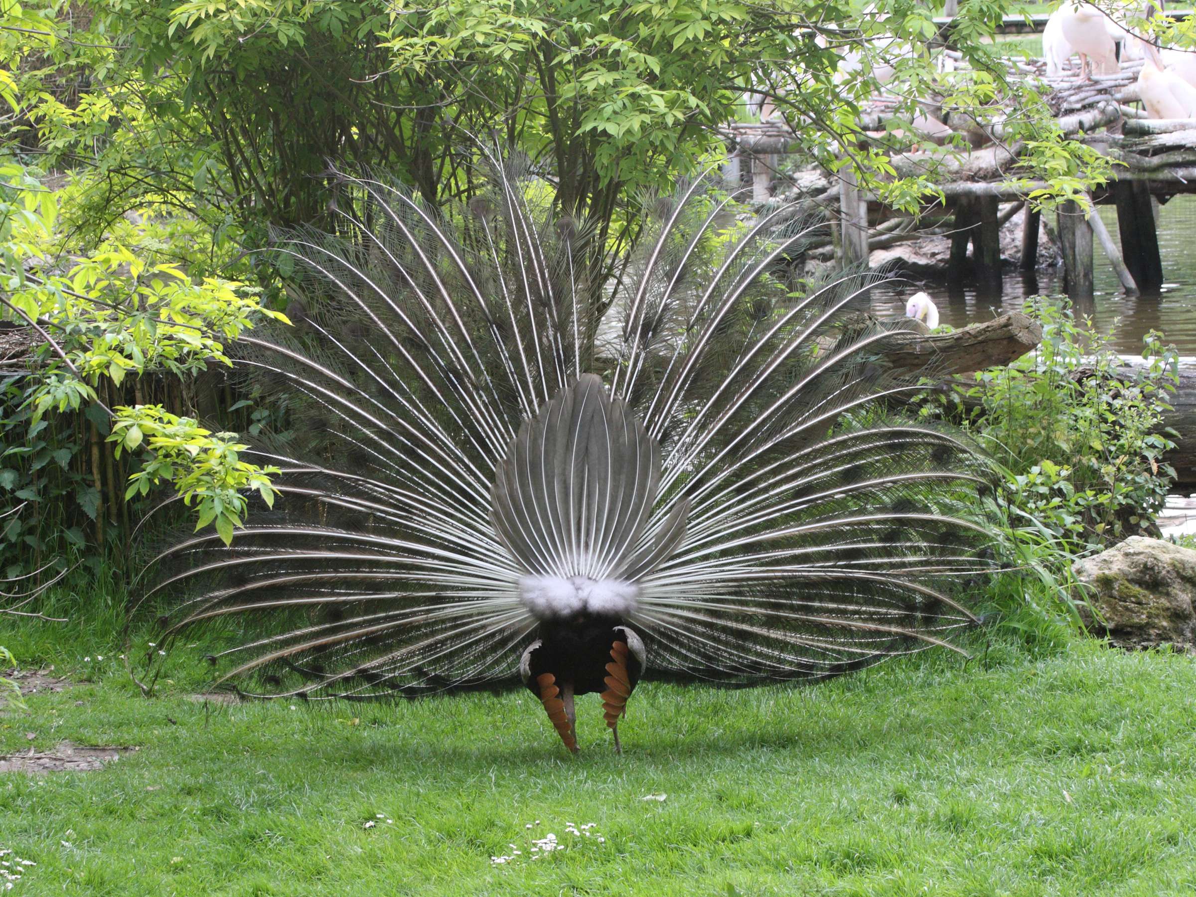 paon_-_pavo_cristatus8md