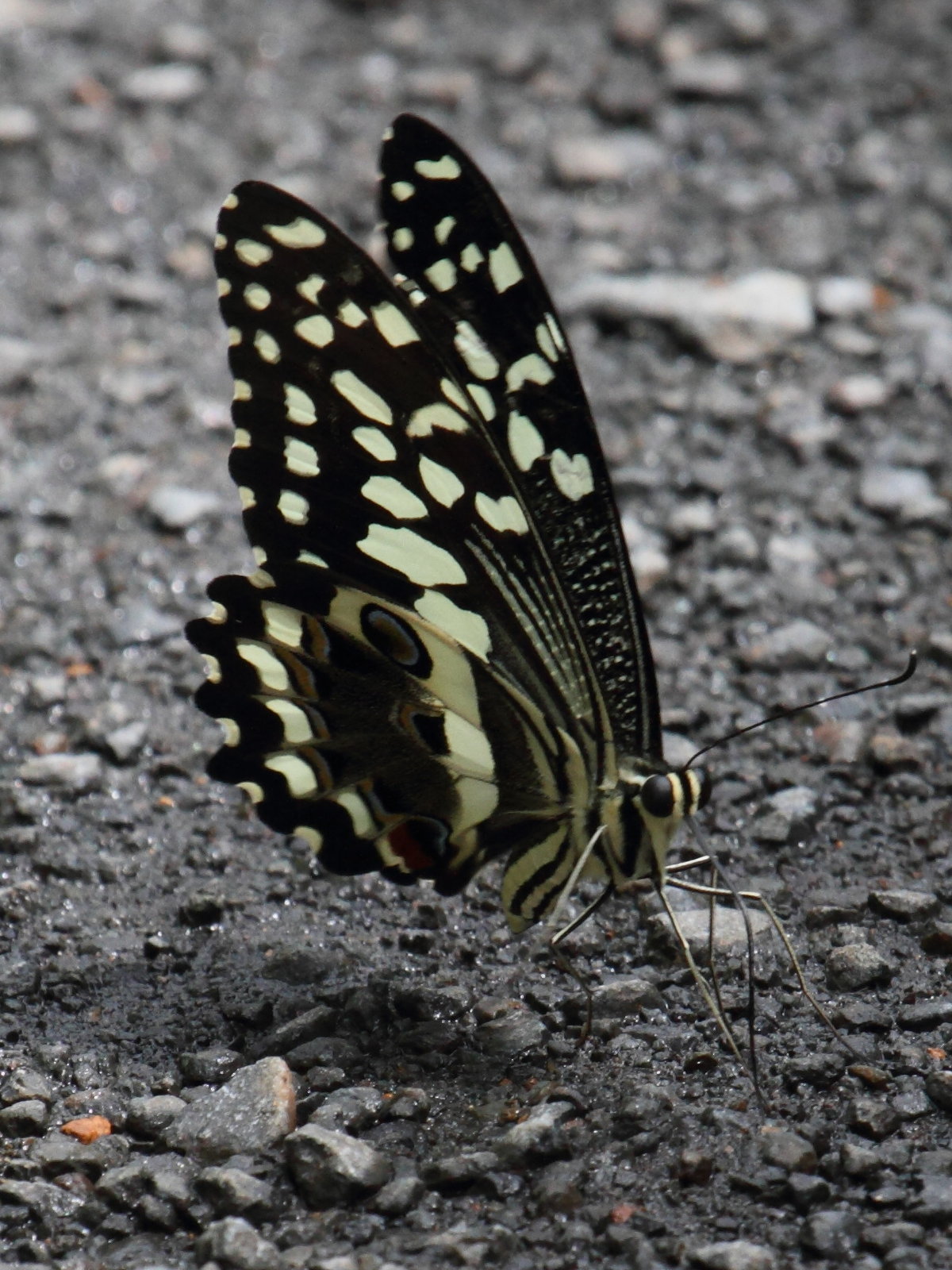 papilio_demodocus4bd