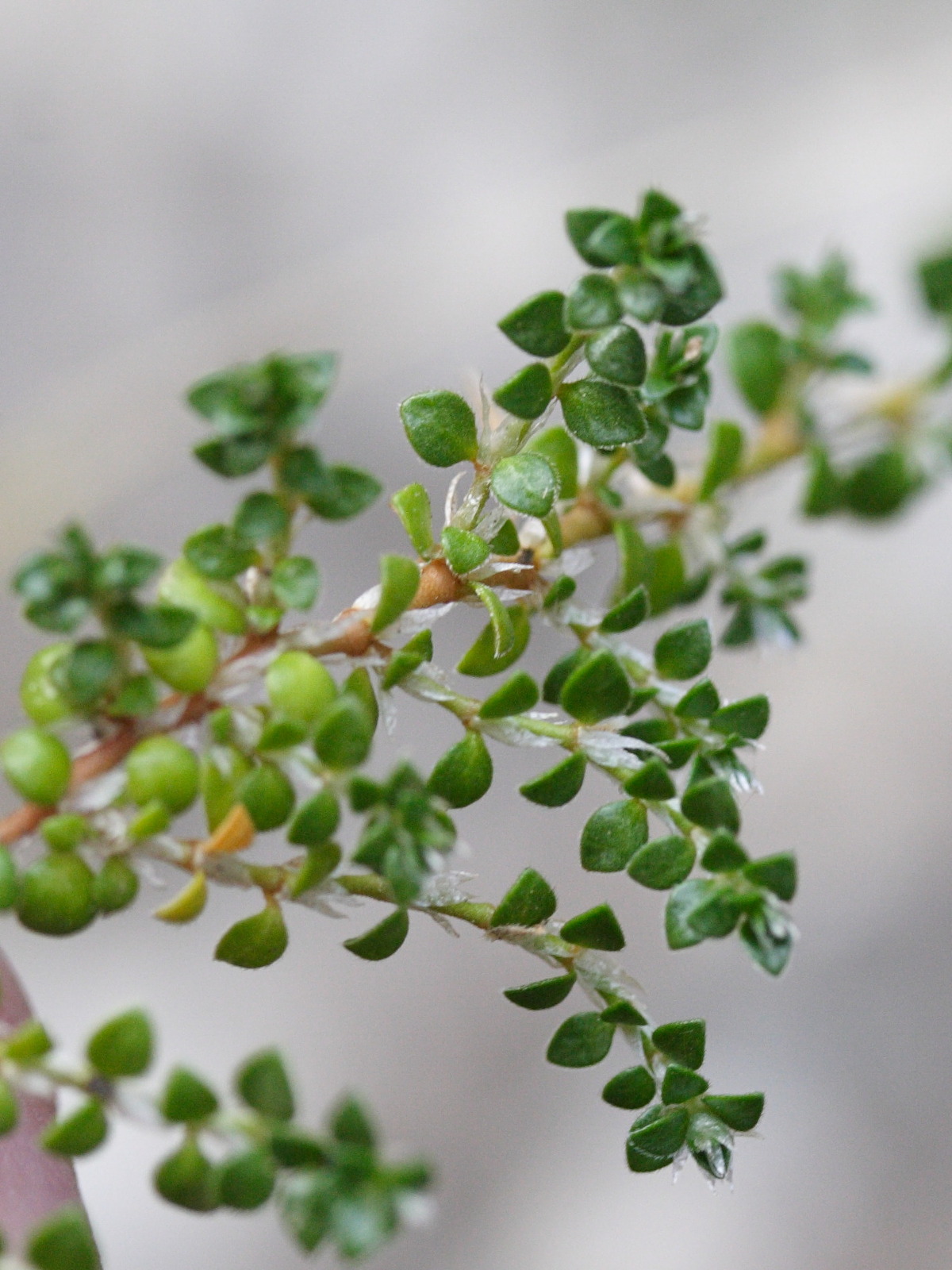 paronychia_polygonifolia1md