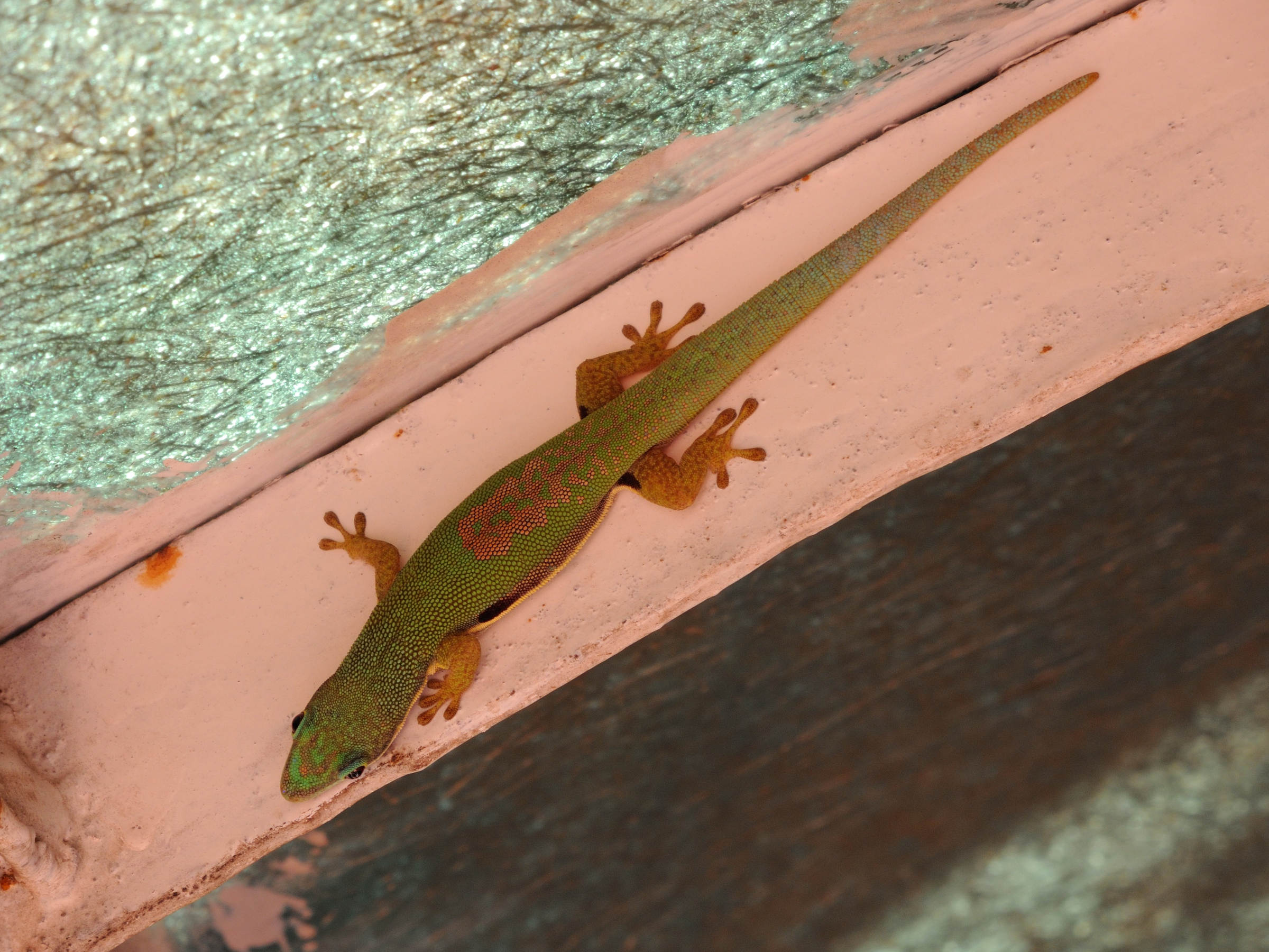 phelsuma_lineata4md