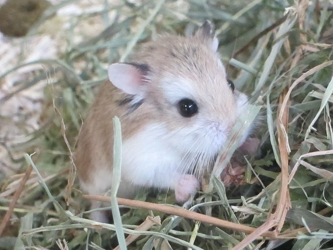 phodopus_roborovskii1bd