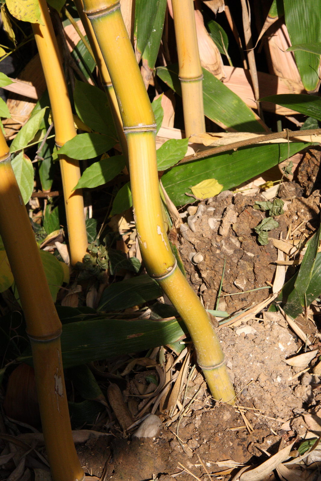 Afficher le média phyllostachys_aureosulcata_aureocaulis2md phyllostachys_aureosulcata_aureocaulis2md