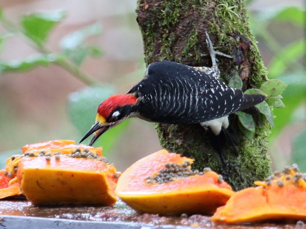 pic_de_pucheran_-_melanerpes_pucherani2bd