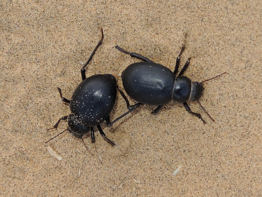 pimelia_cf_indica3md