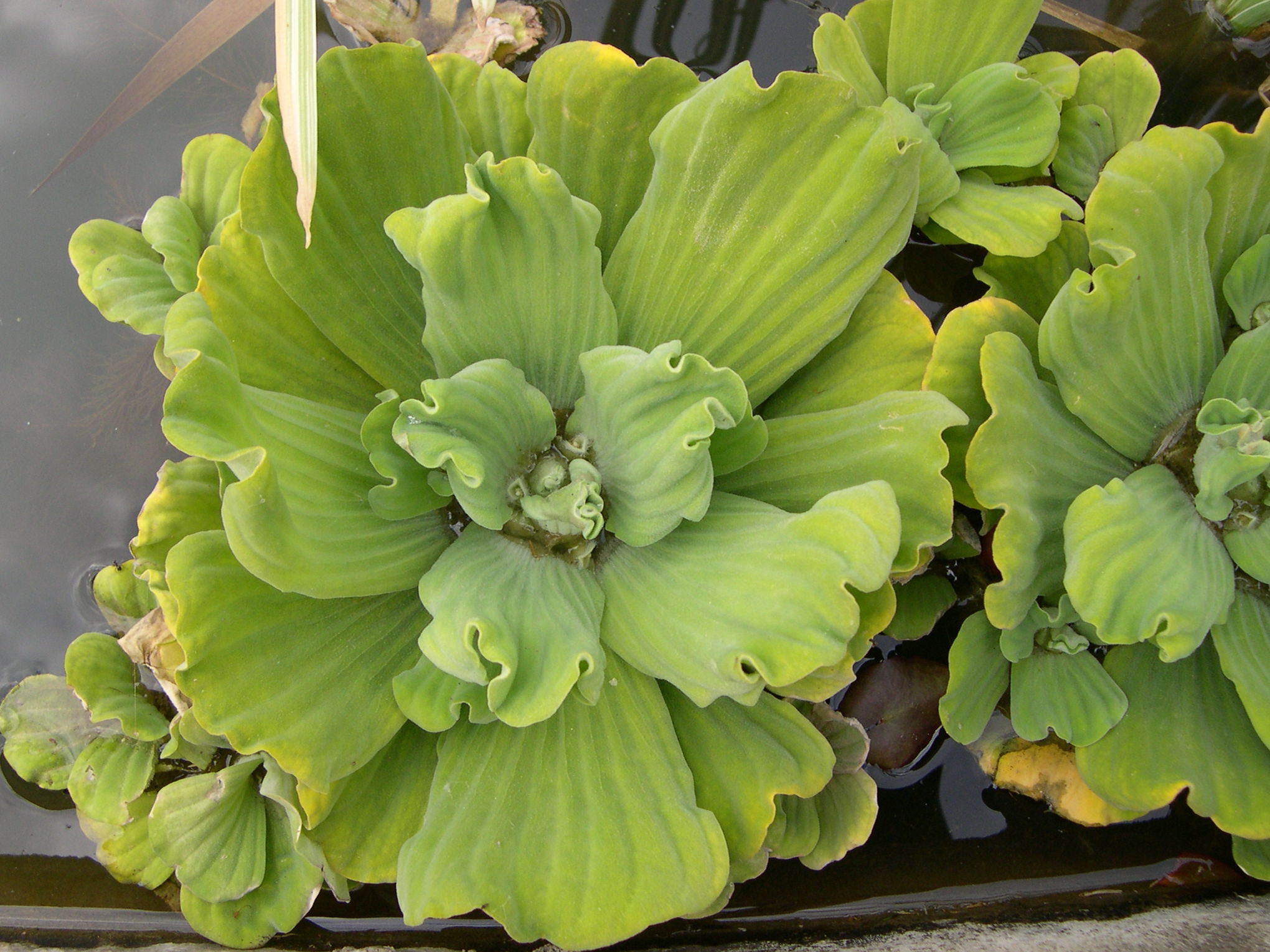 pistia_stratiotes2md