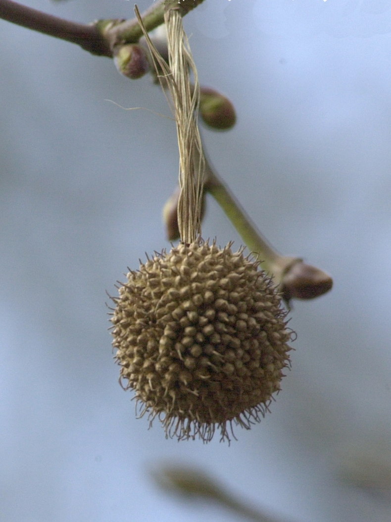 platanus_x_hispanica4bmd