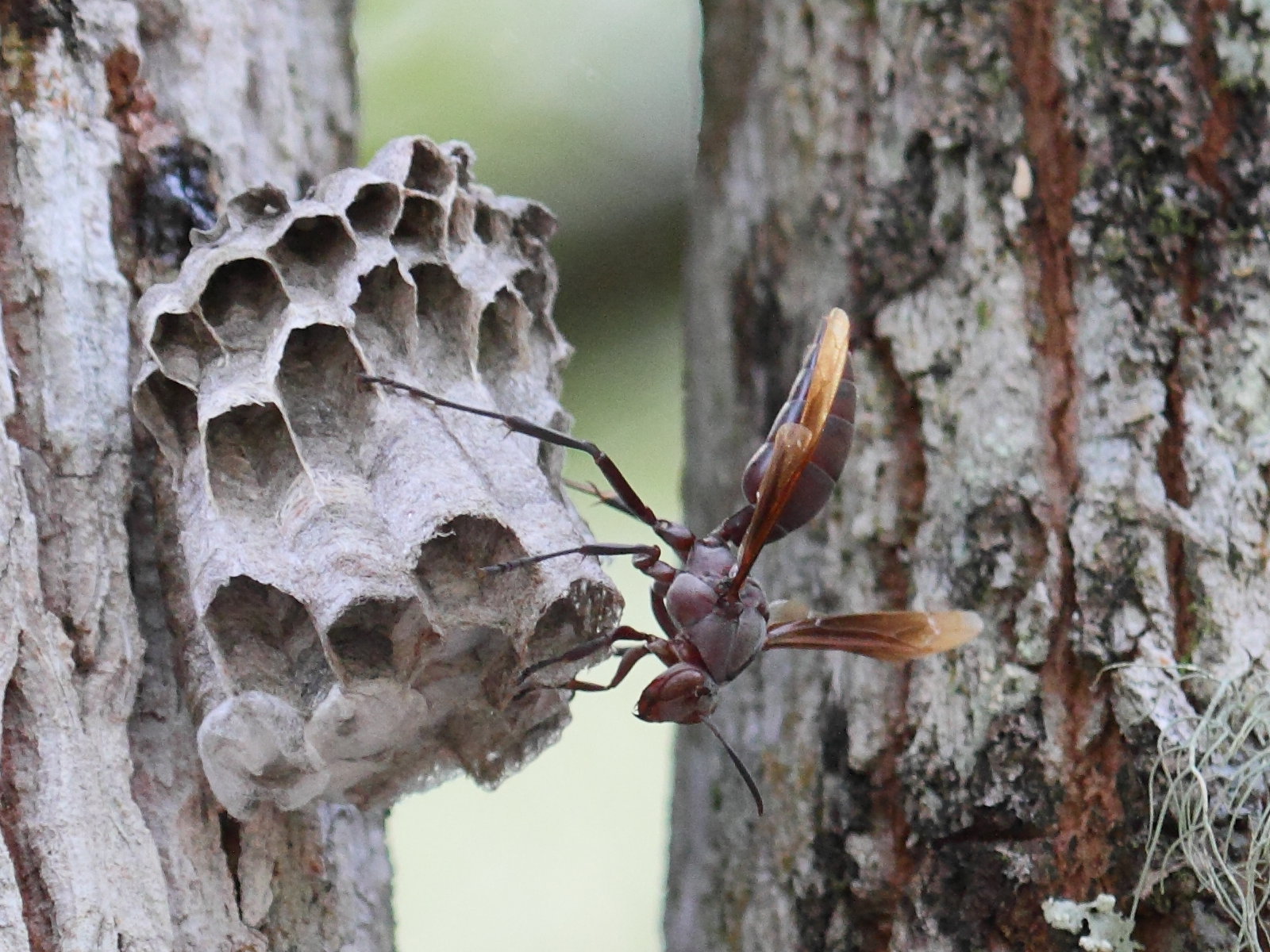 polistes_madecassus2bd