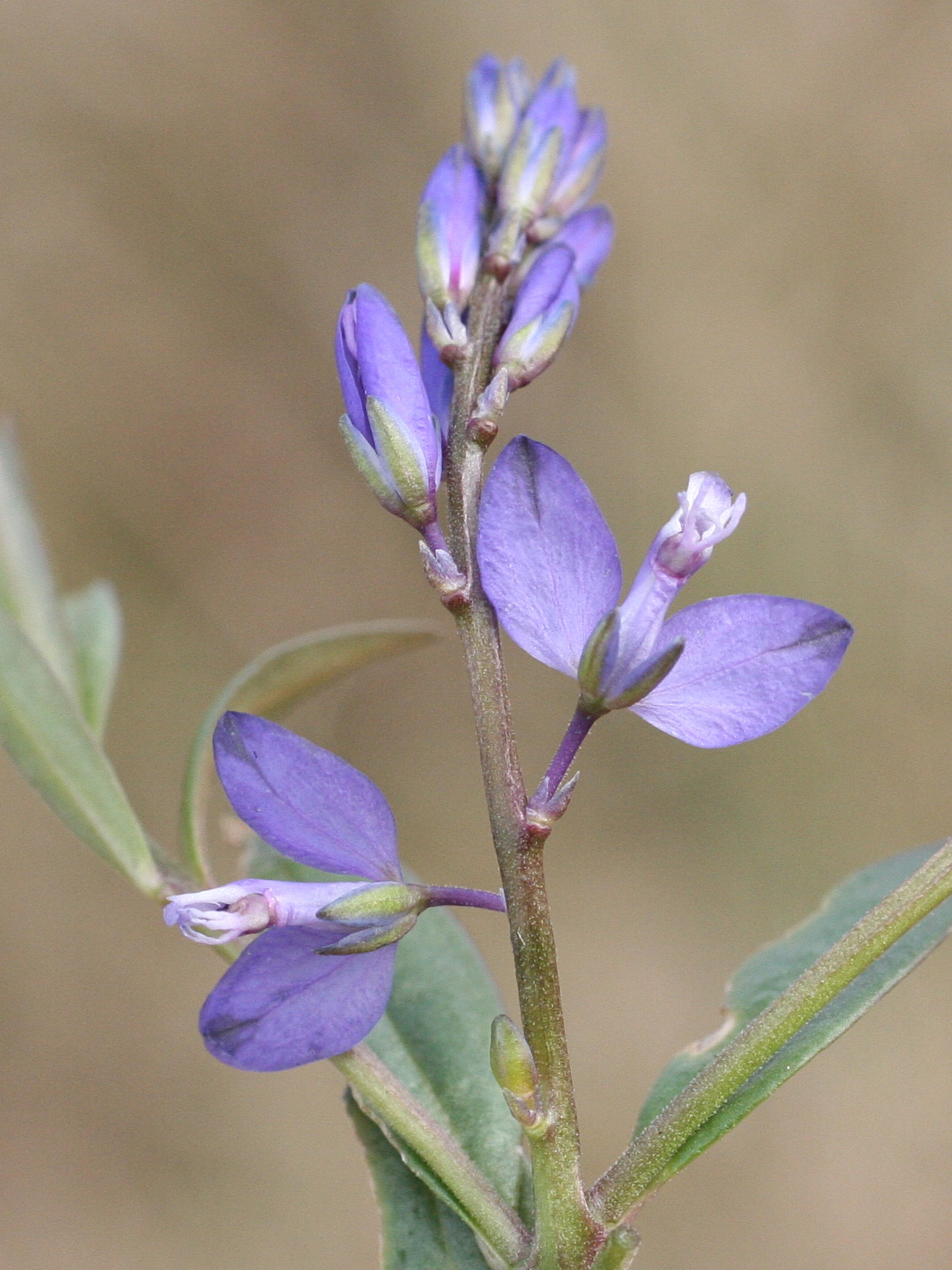 Afficher le média polygala_serpyllifolia2md polygala_serpyllifolia2md