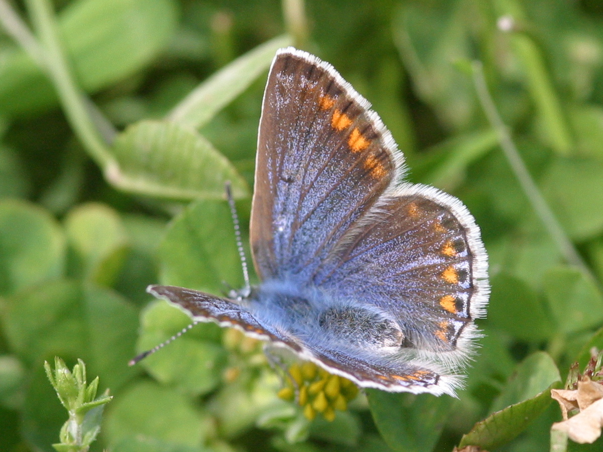 polyommatus_icarus3bbd
