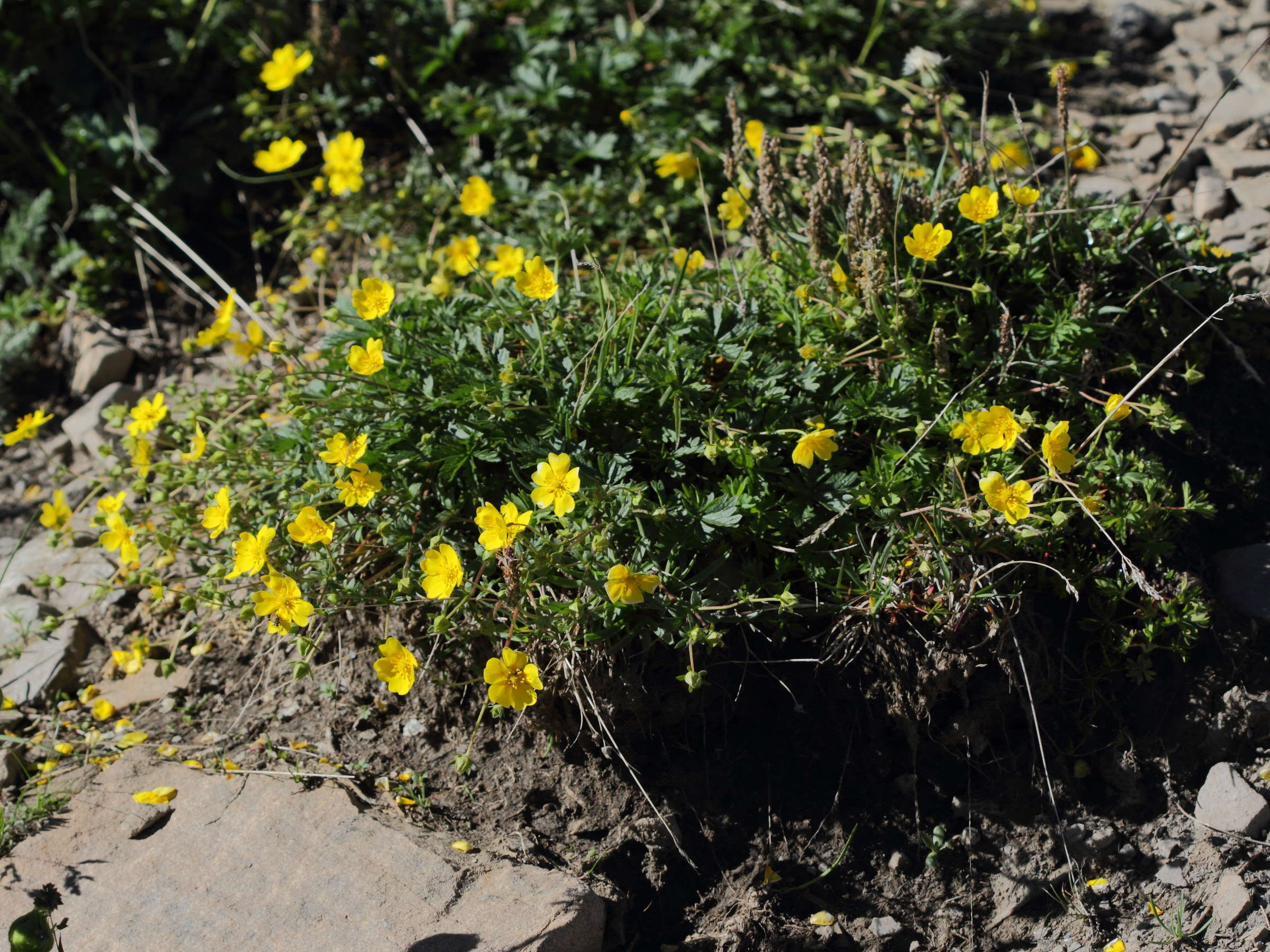 potentilla_crantzi1bd