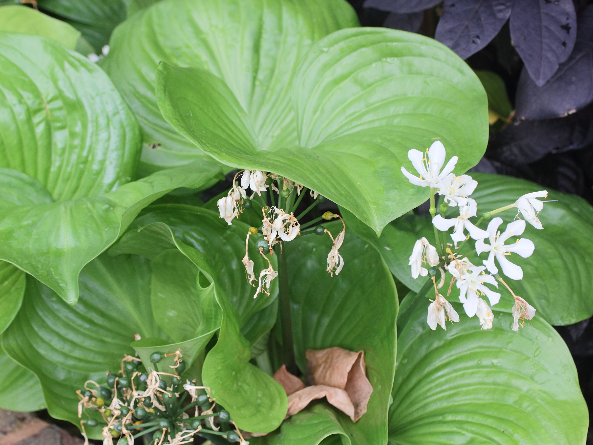 proiphys_amboinensis1md