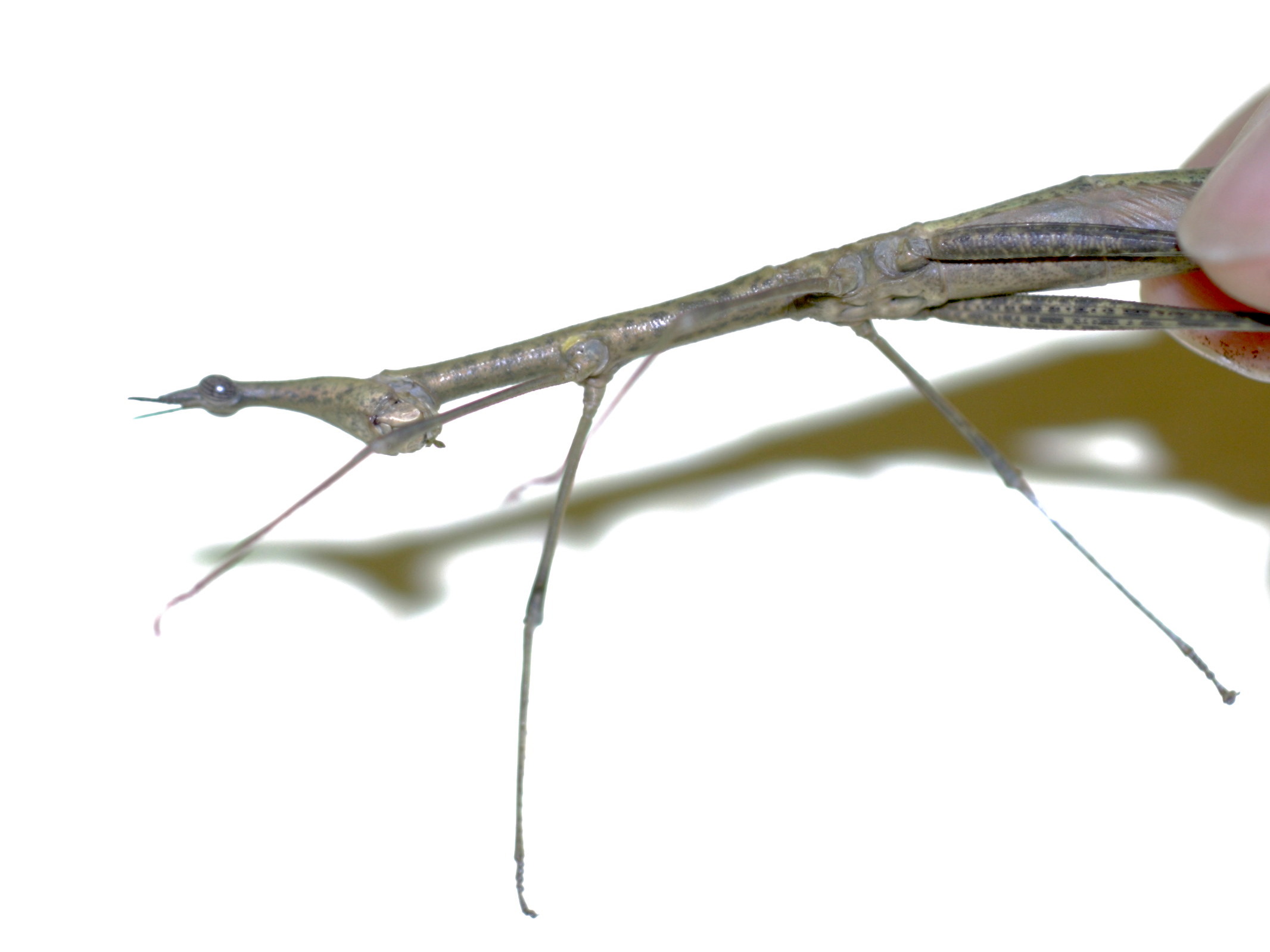 prosarthria_teretrirostris1bd