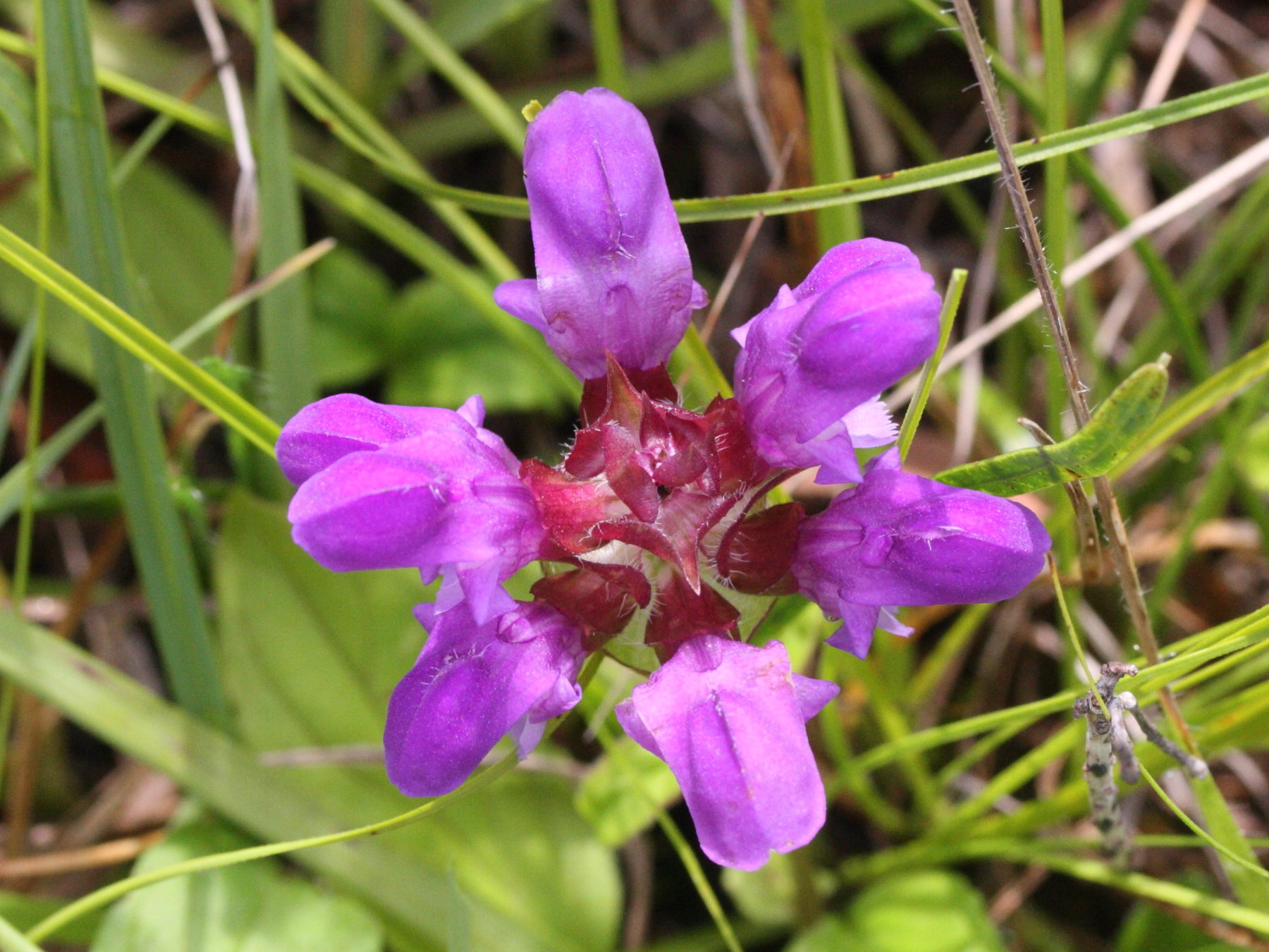 prunella_vulgaris4md