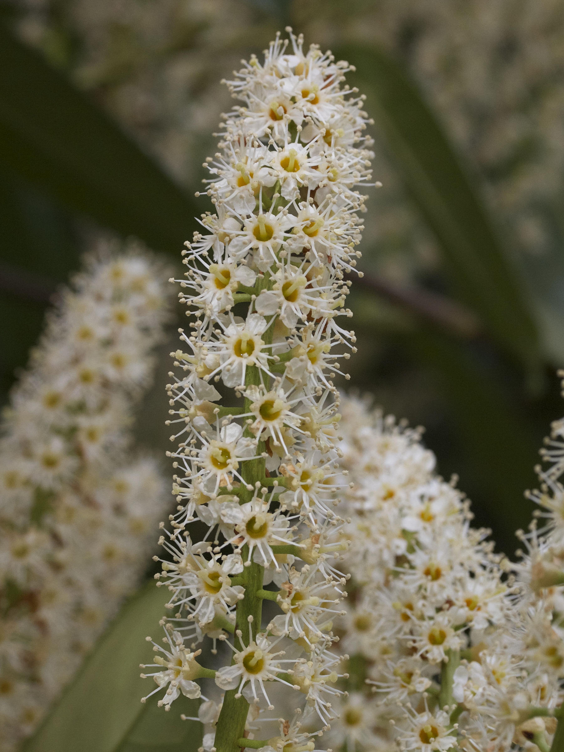 prunus_laurocerasus2bmd