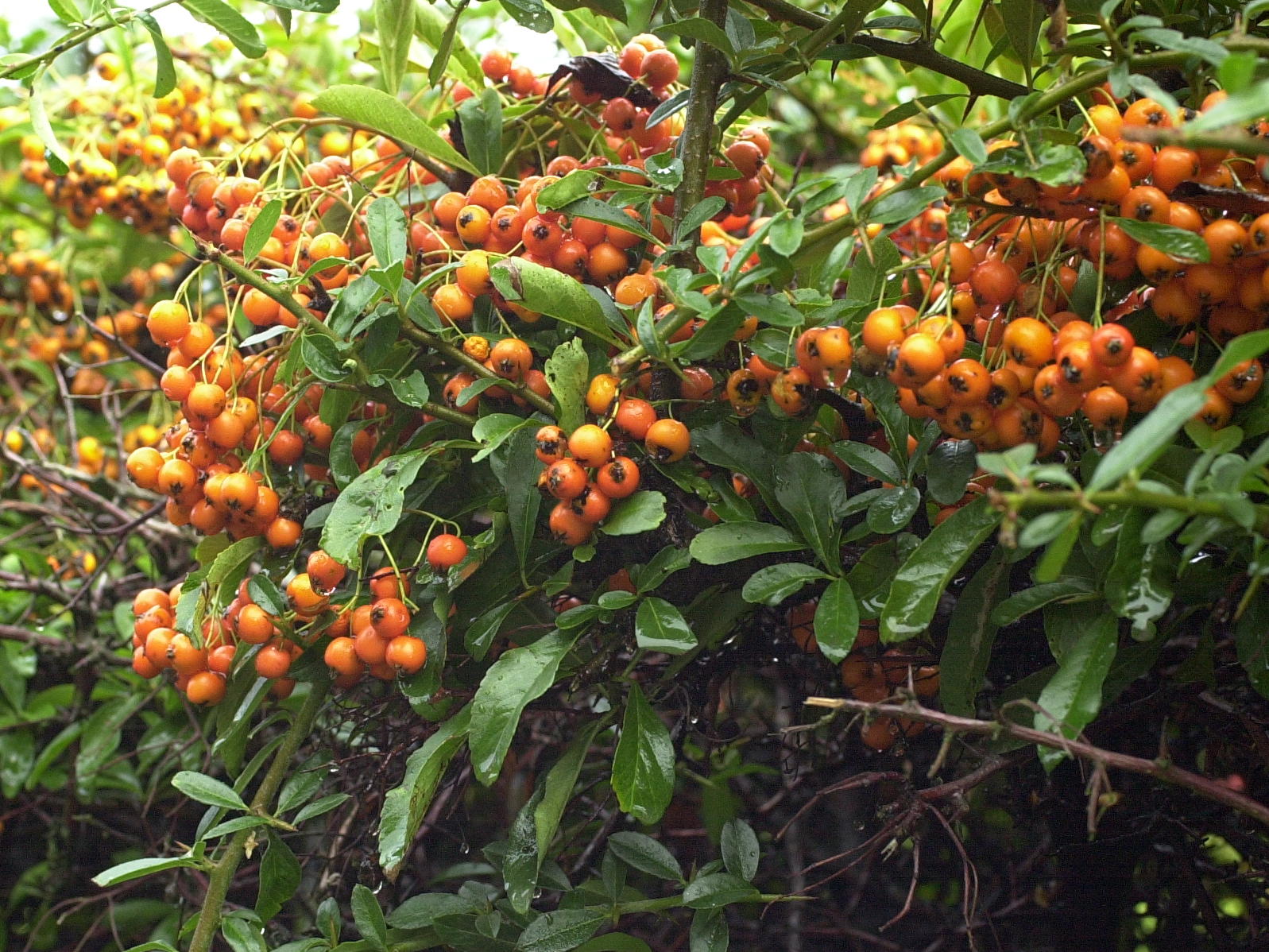 pyracantha_pauciflora3md