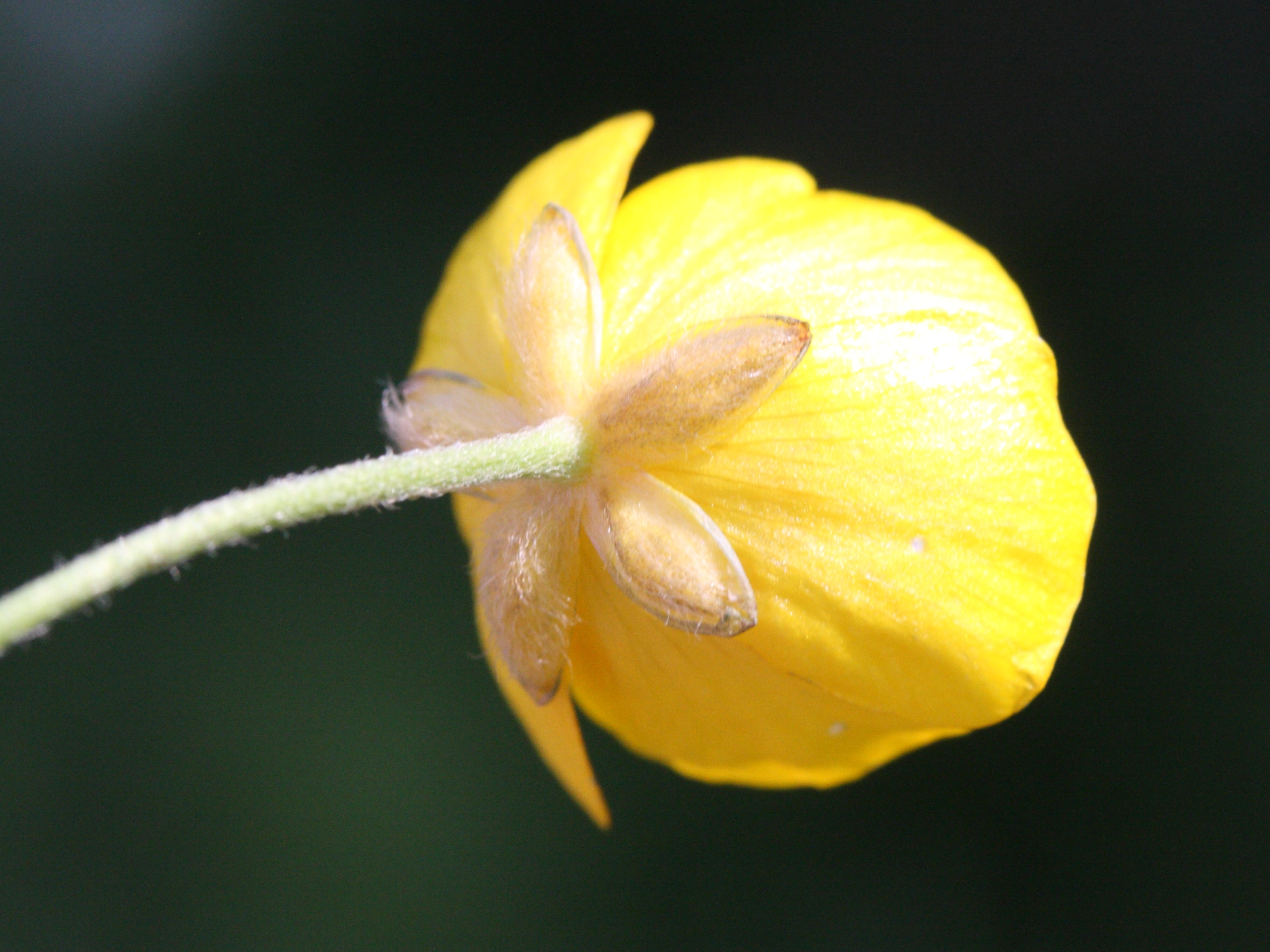 Afficher le média ranunculus_acris4md ranunculus_acris4md