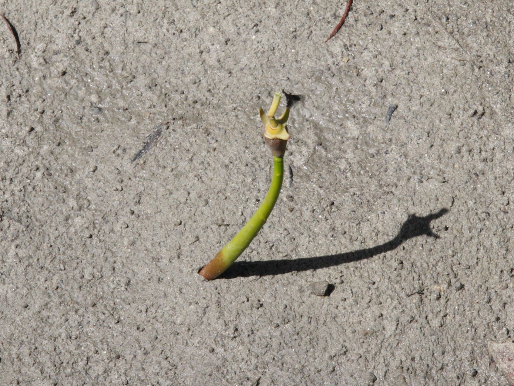 rhizophora_mangle7md