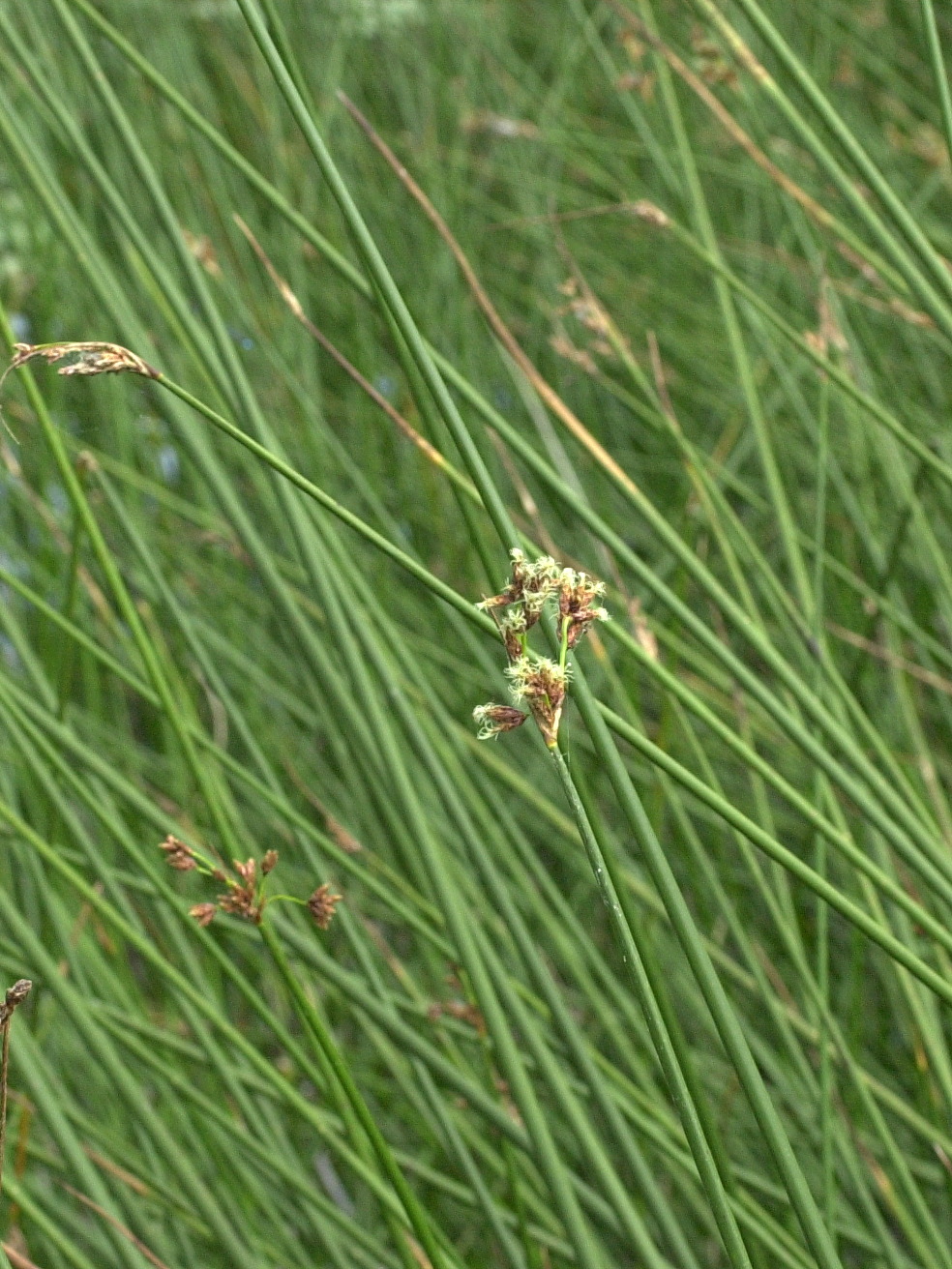 scirpus_lacustris2md