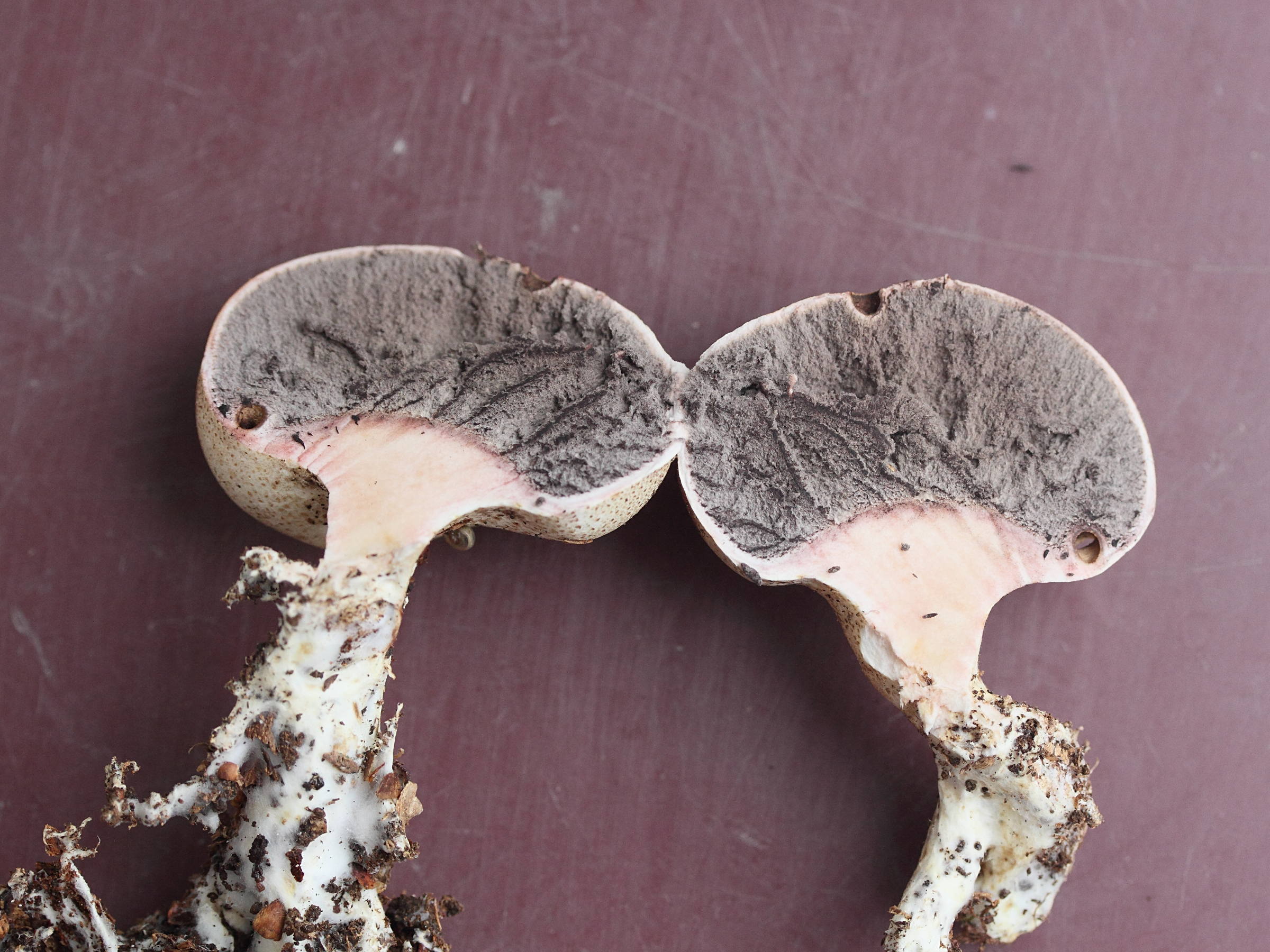 Afficher le média scleroderma_verrucosum4md scleroderma_verrucosum4md