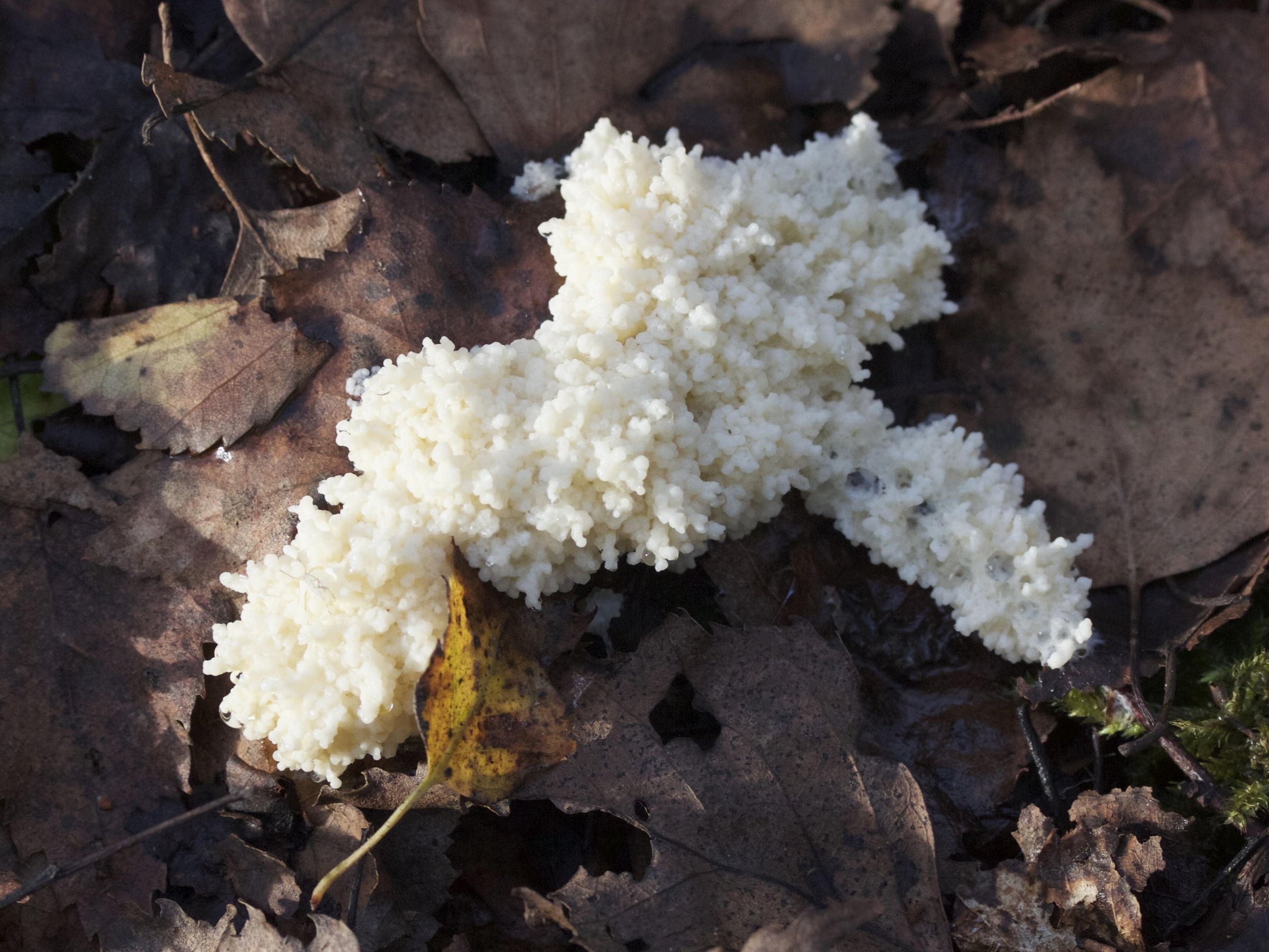 sebacina_incrustans1md