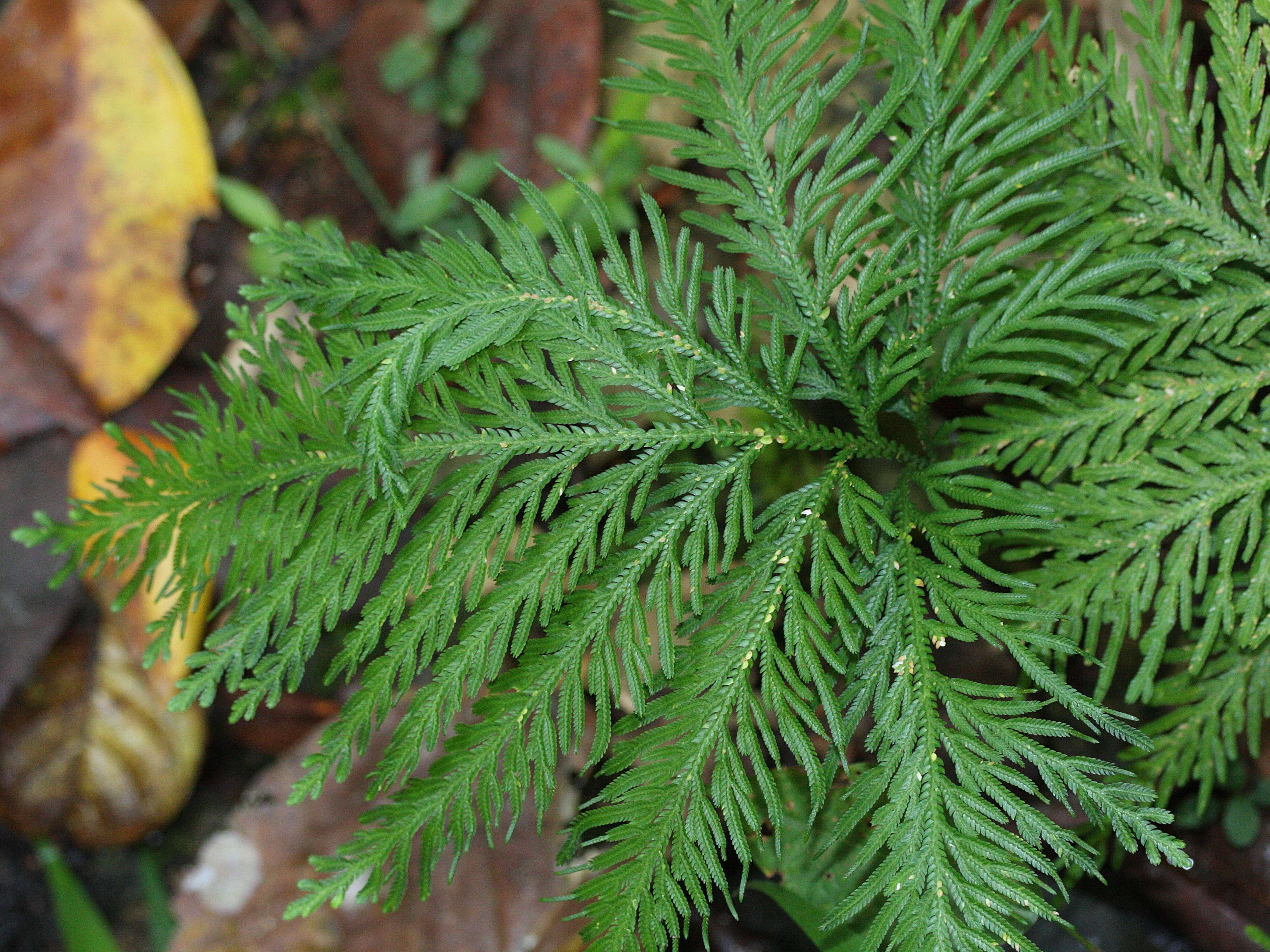 selaginella_flabellata3md