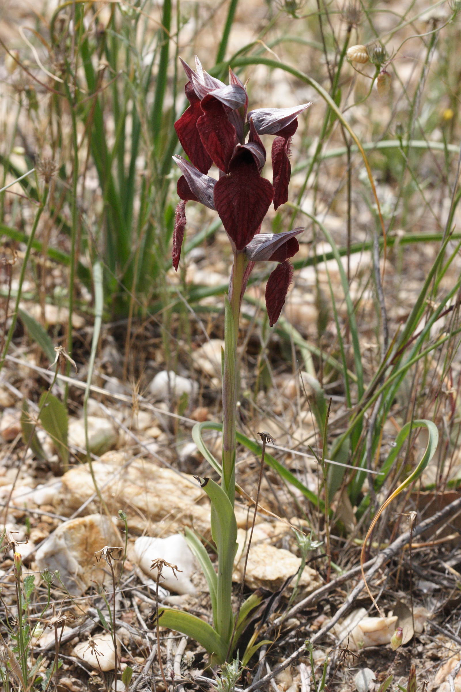 serapias_cordigera1md