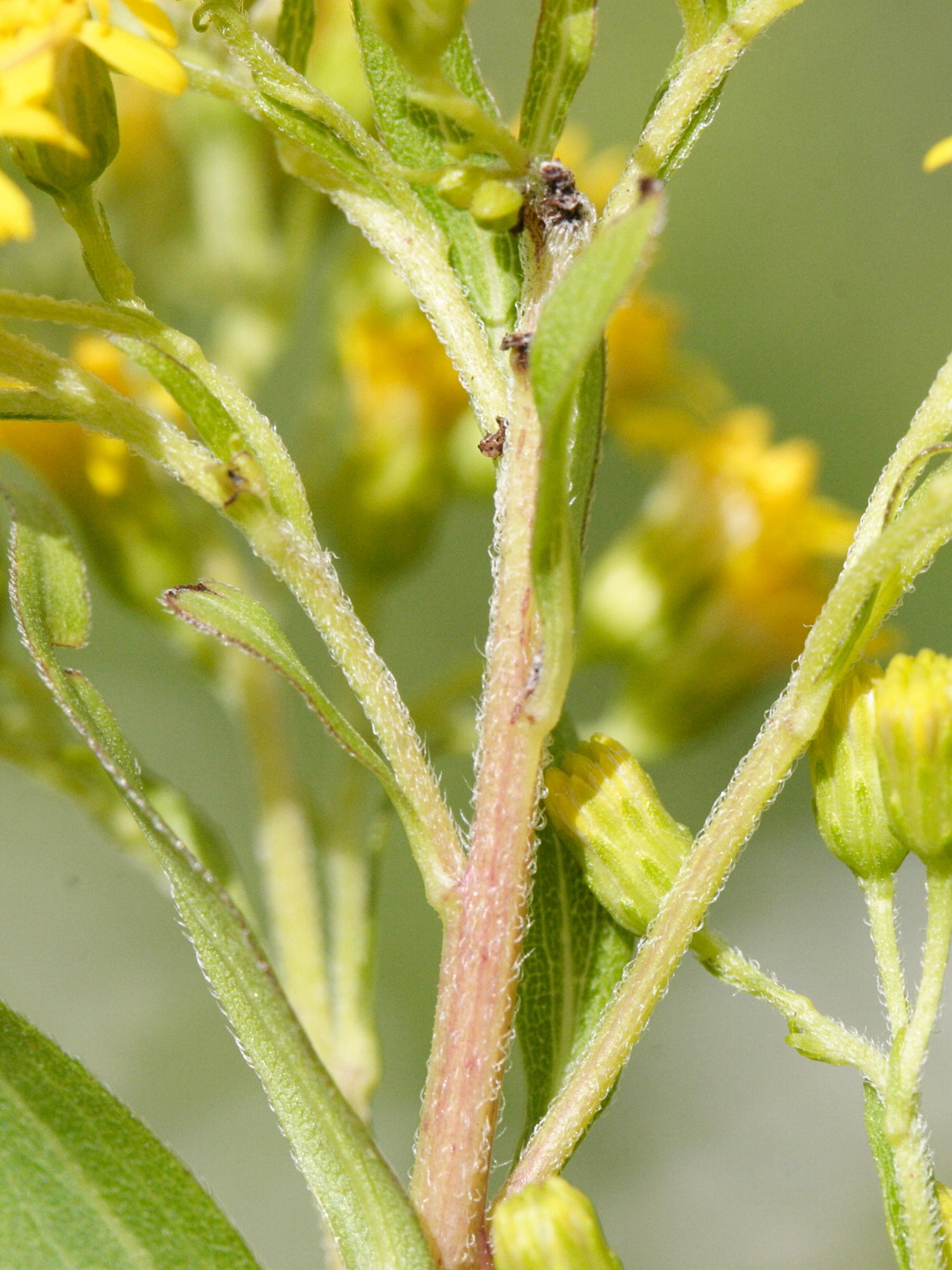 solidago_canadensis4md