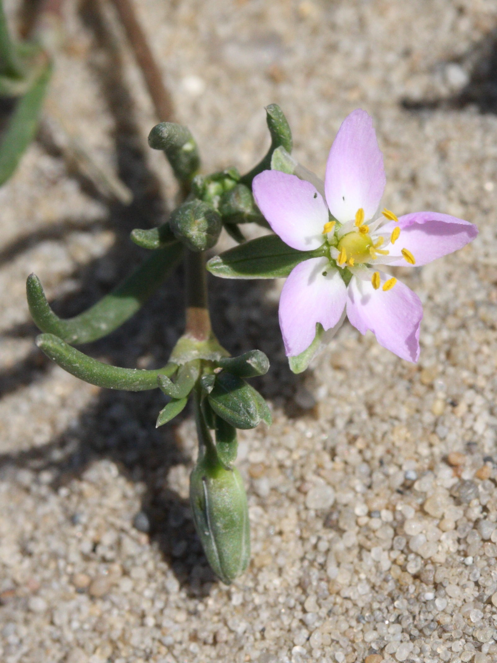 Afficher le média spergularia_marina2md spergularia_marina2md