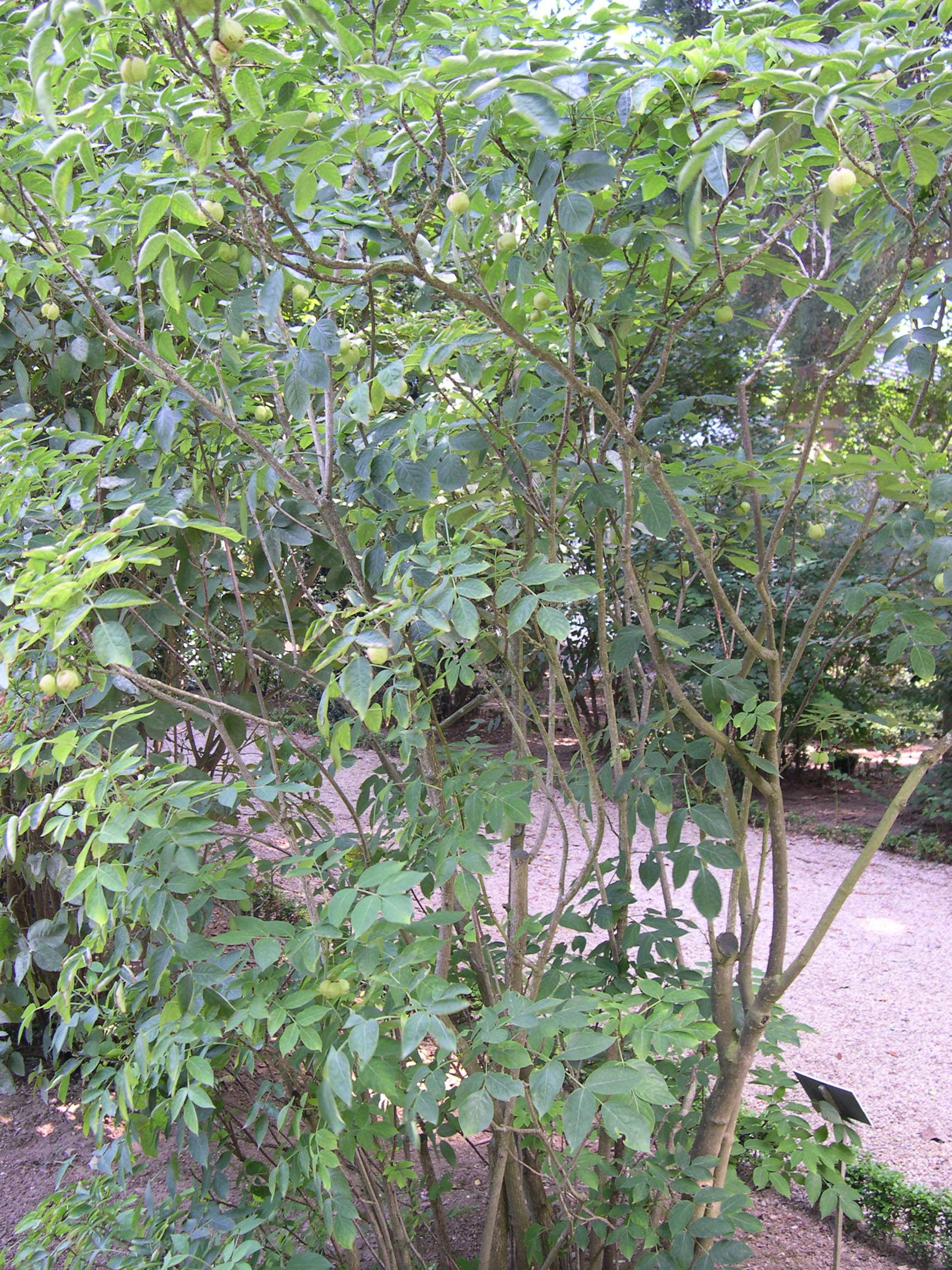 staphylea_pinnata1md