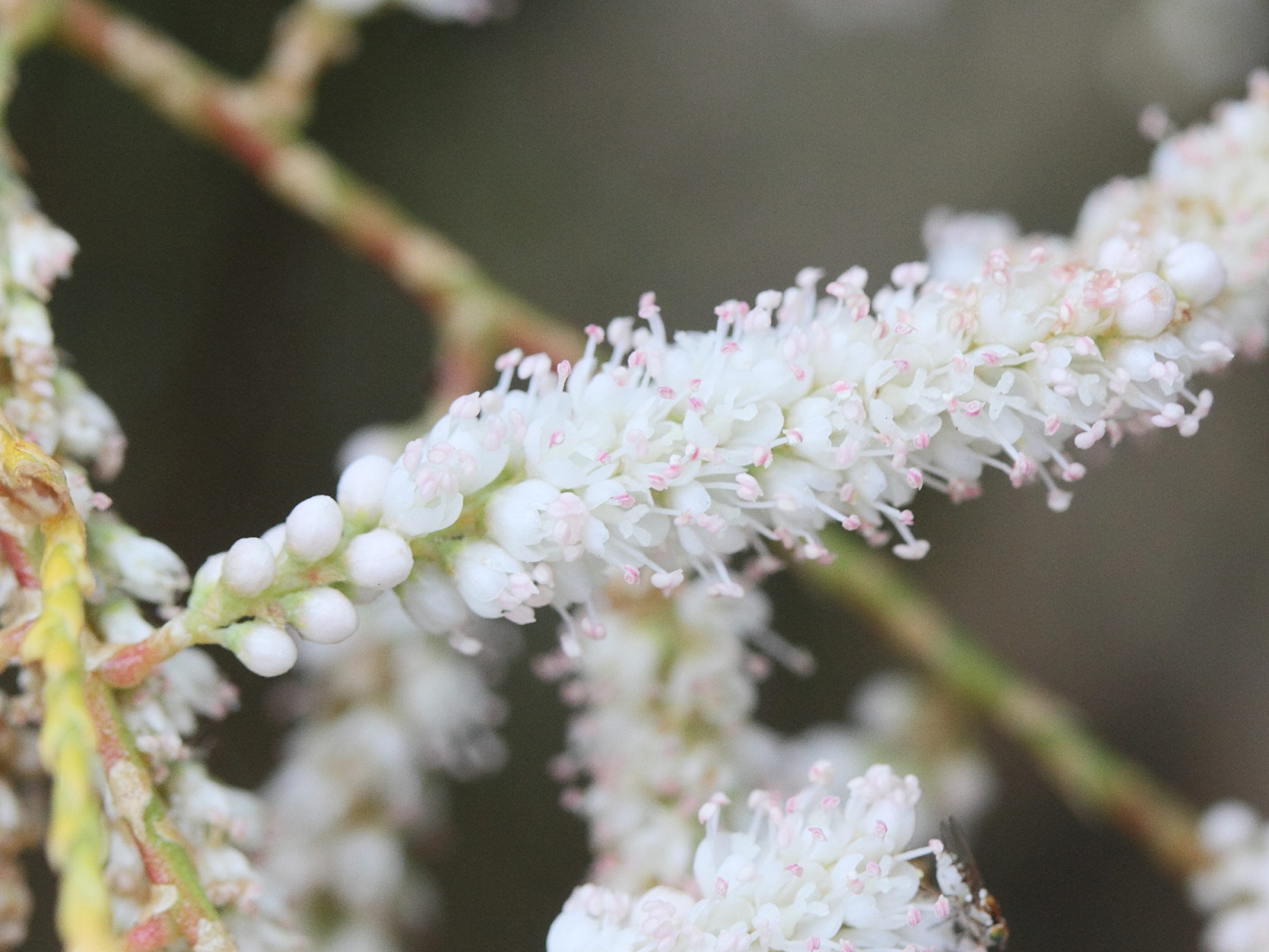 tamarix_canariensis2md