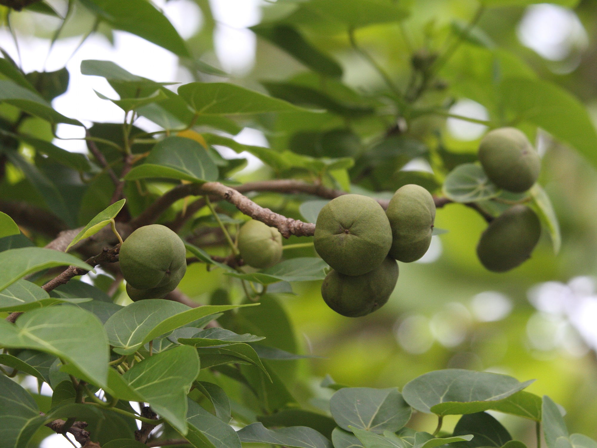 thespesia_populnea8md