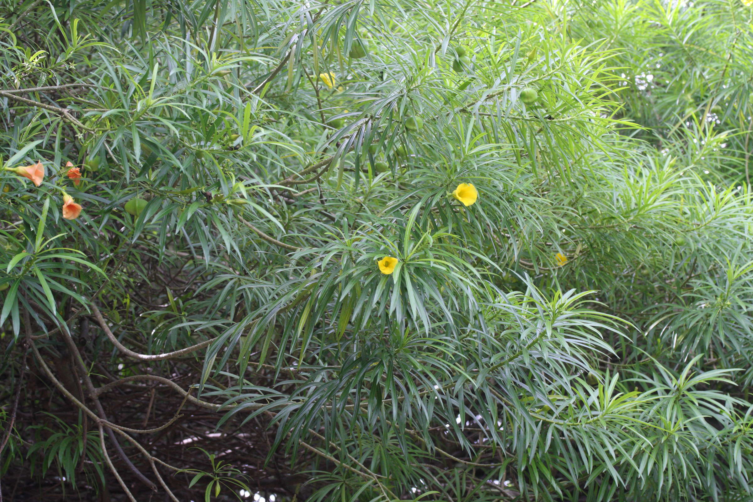 thevetia_peruviana1md