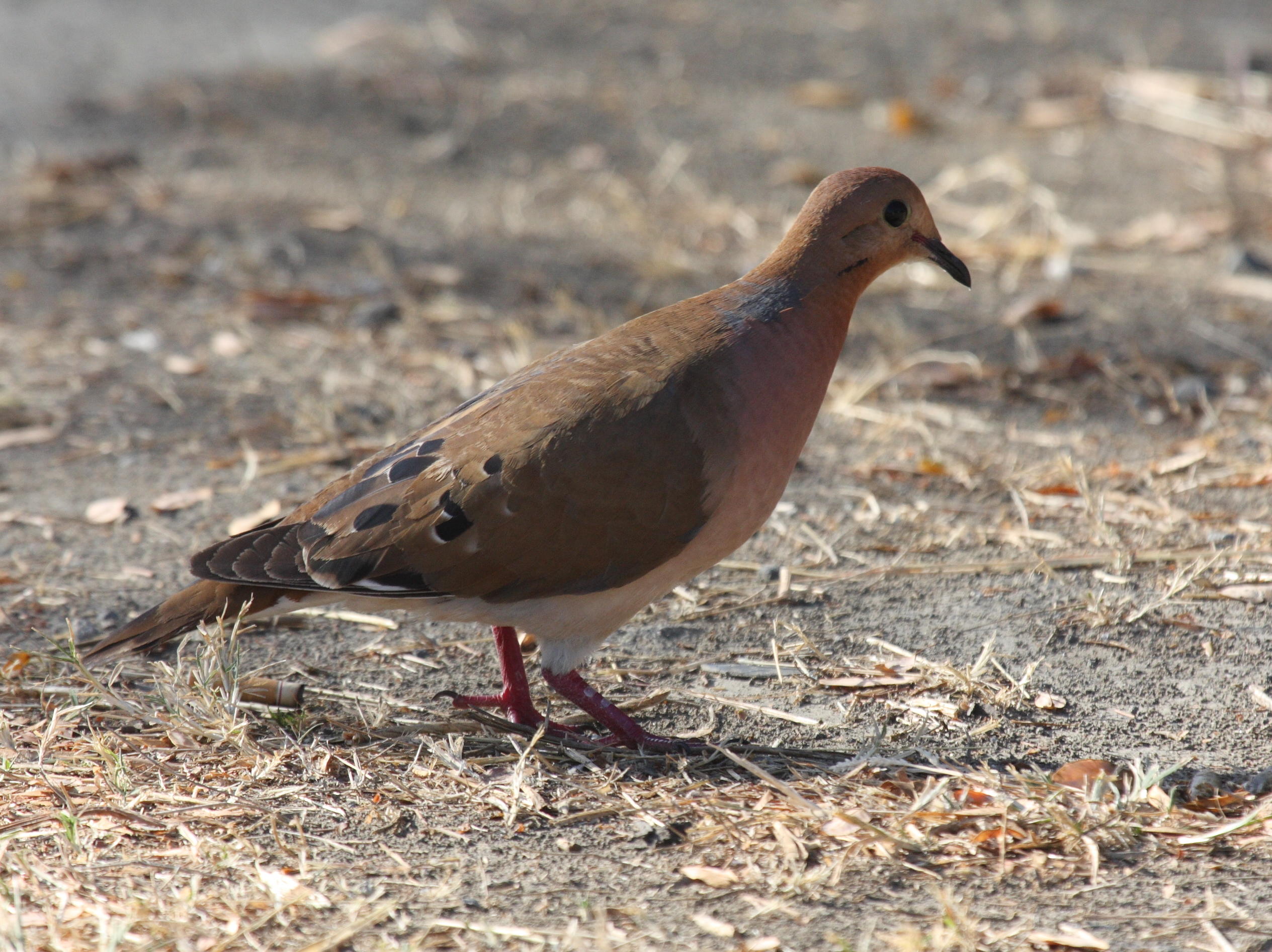 tourterelle_a_queue_carree_-_zenaida_aurita1bd